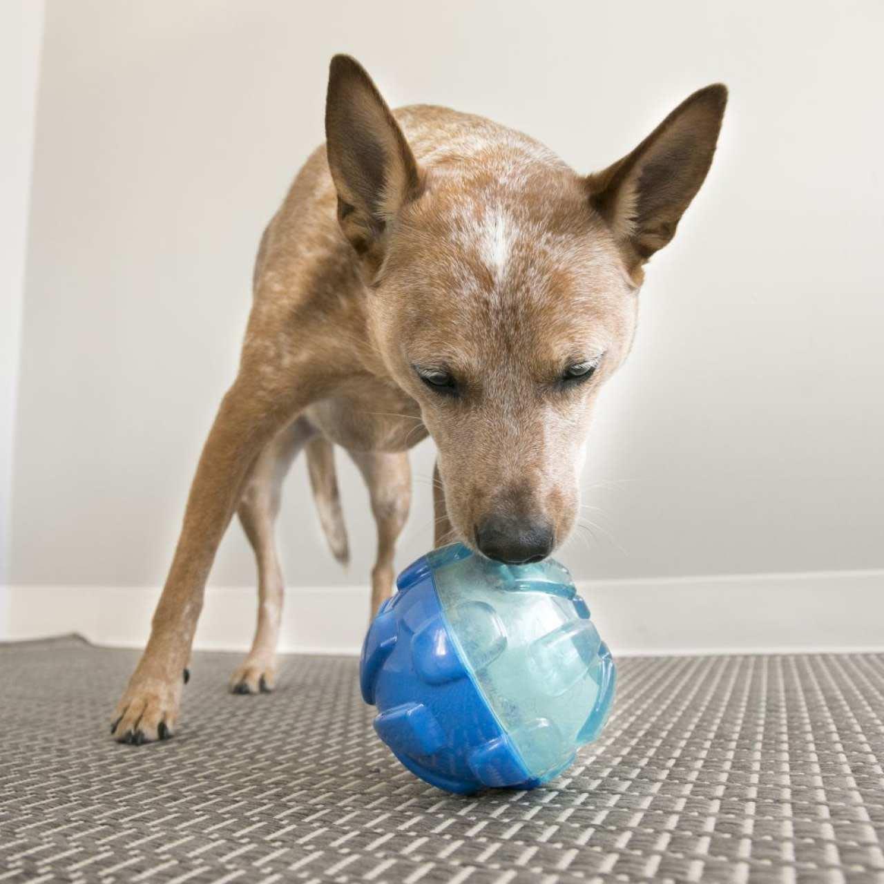 KONG Rewards Ball Treat Dispensing Dog Toy - Image 2