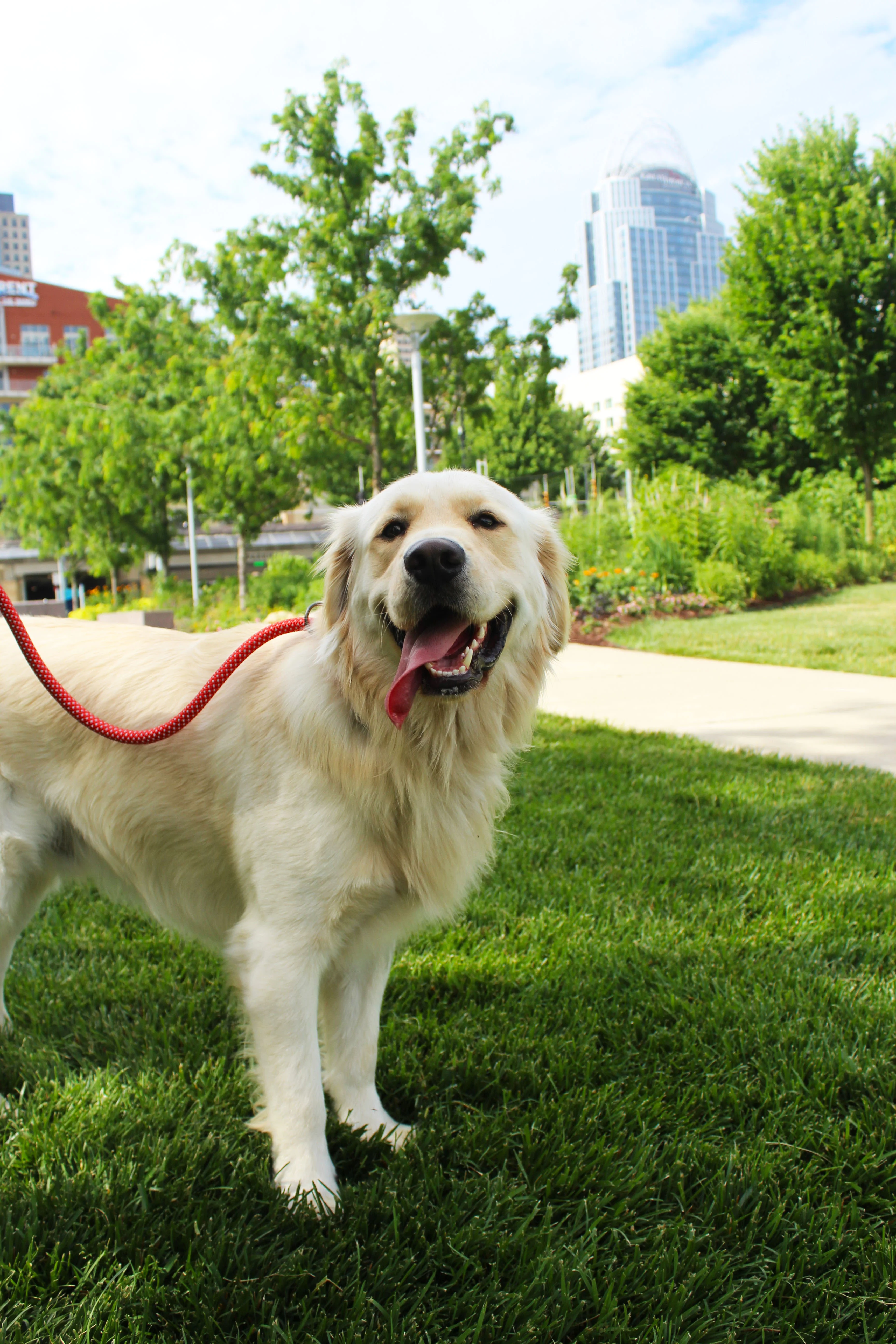 KONG Rope Red Dog Leash - Image 3