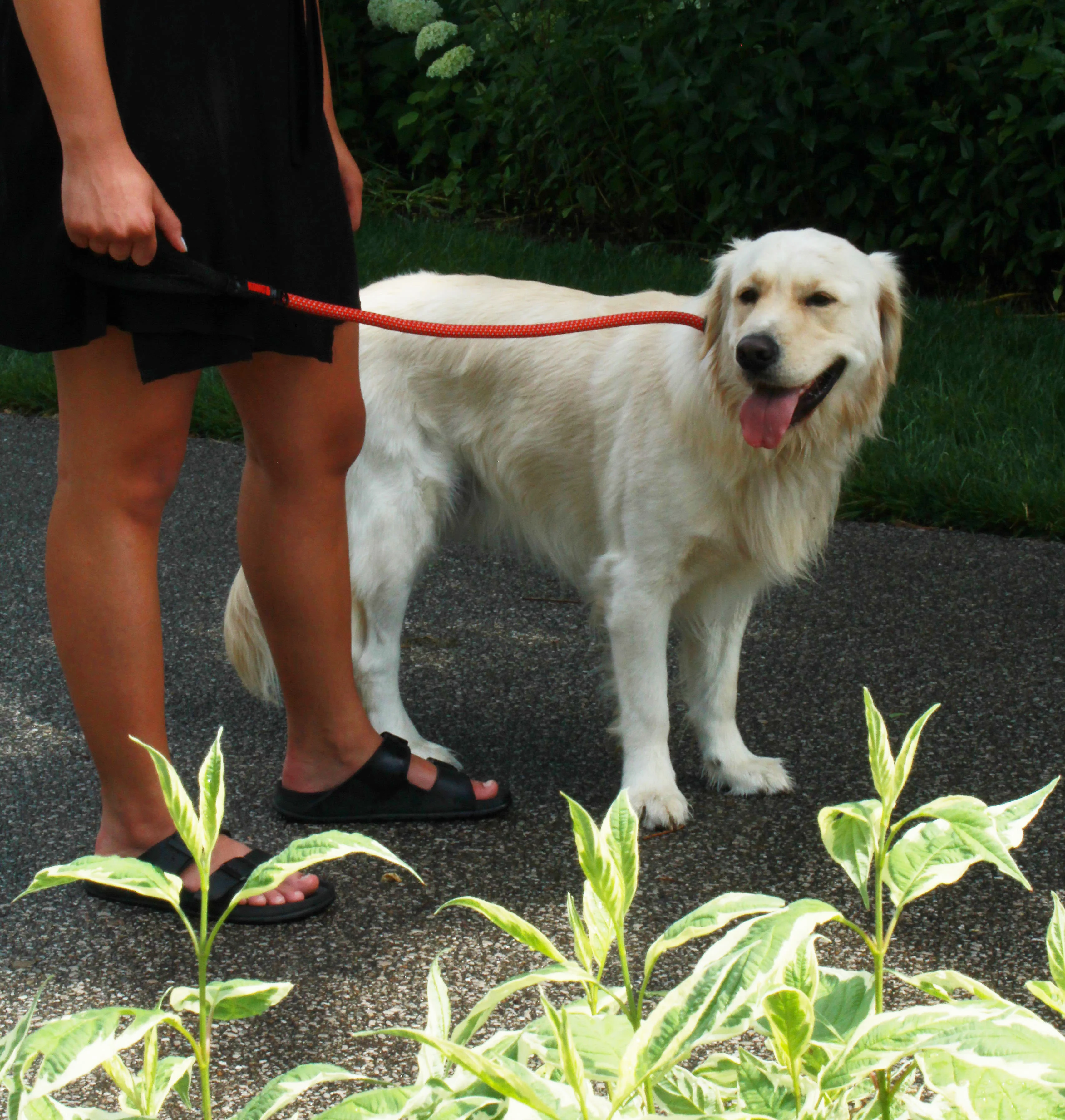 KONG Rope Red Dog Leash - Image 4