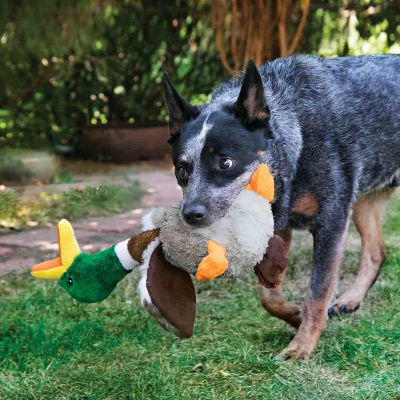 KONG Shakers Honkers Duck for Dog Toy - Image 3