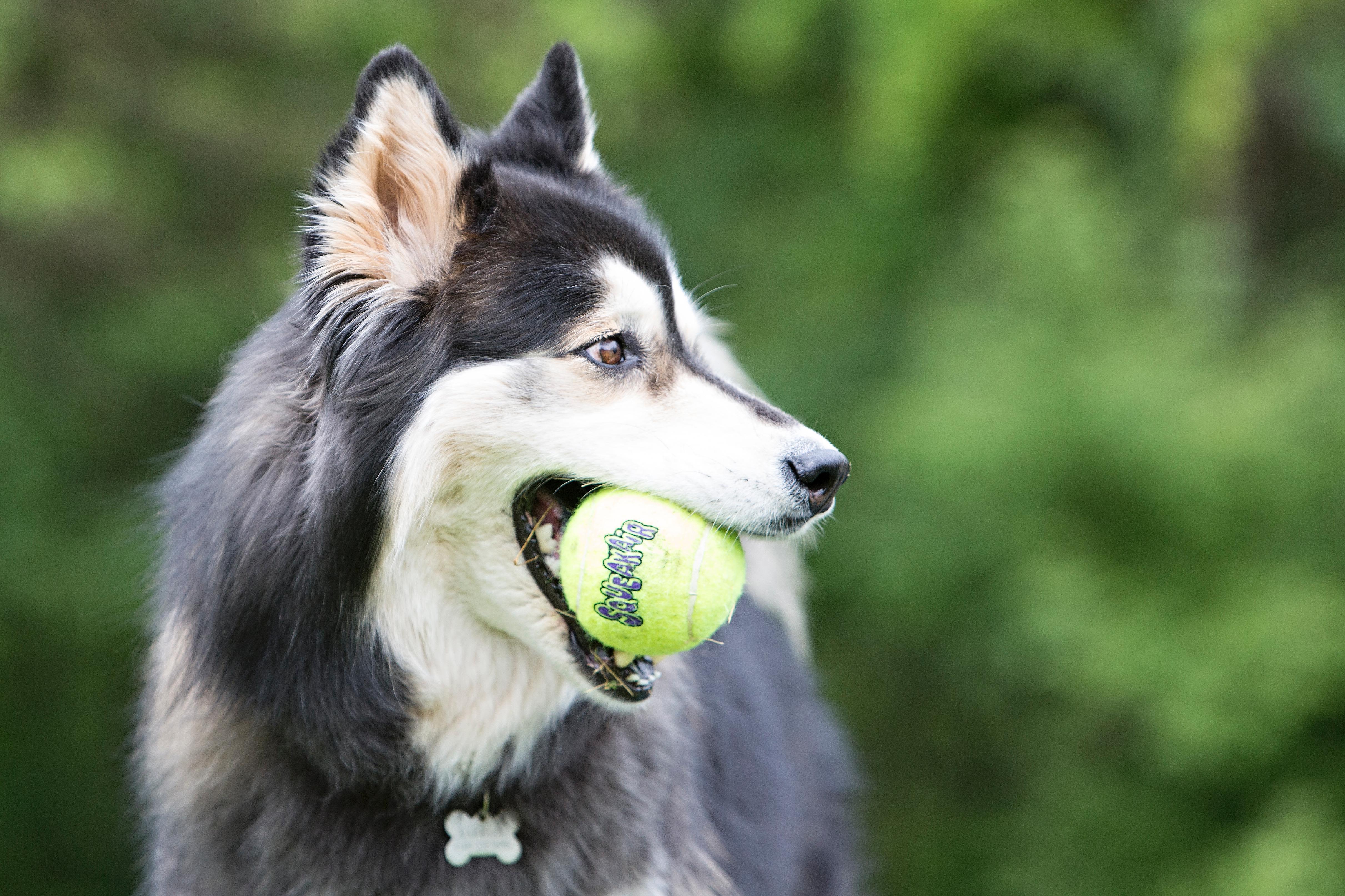 KONG SqueakAir Tennis Balls - Image 3