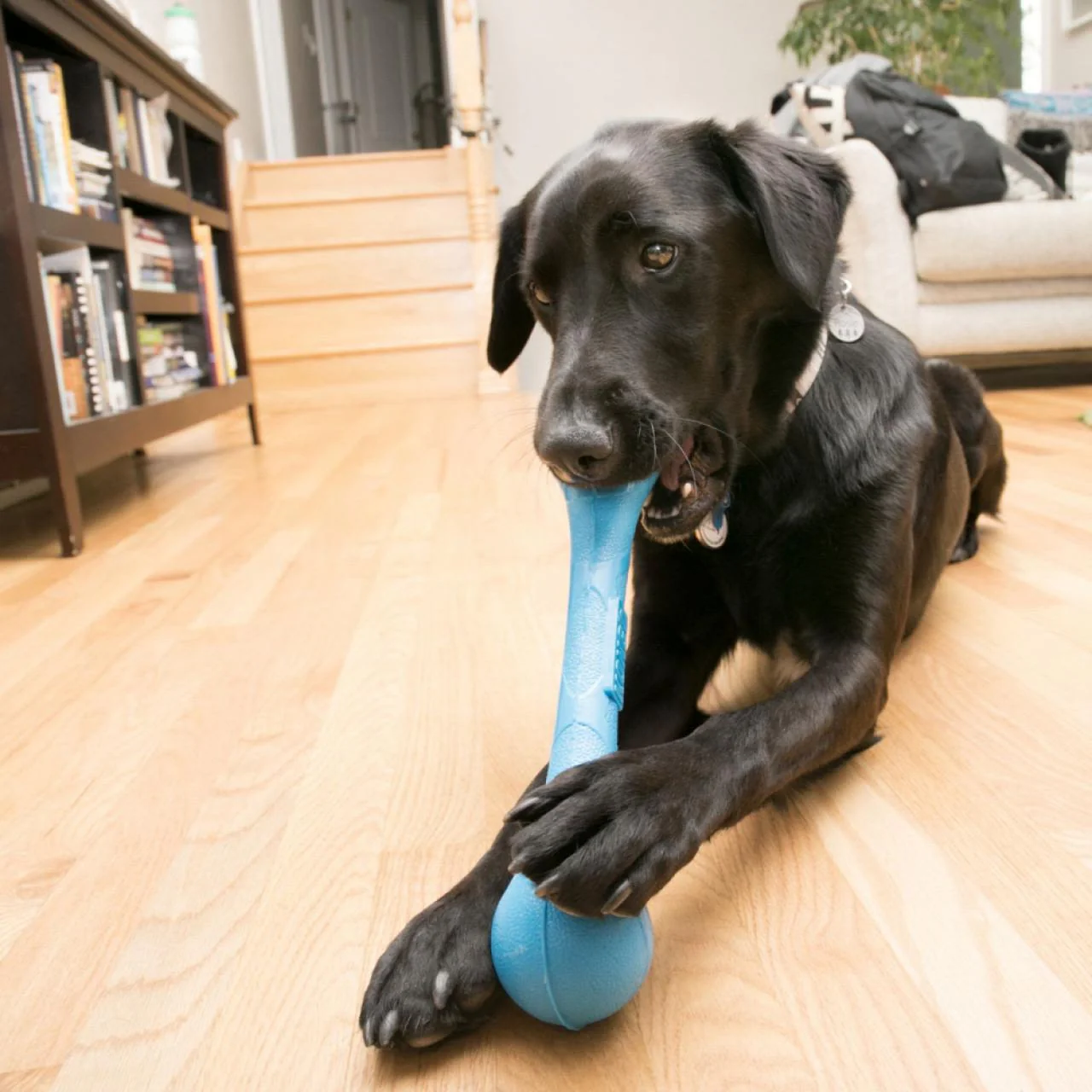 KONG SqueakStix for Dog Toy Large - Image 3