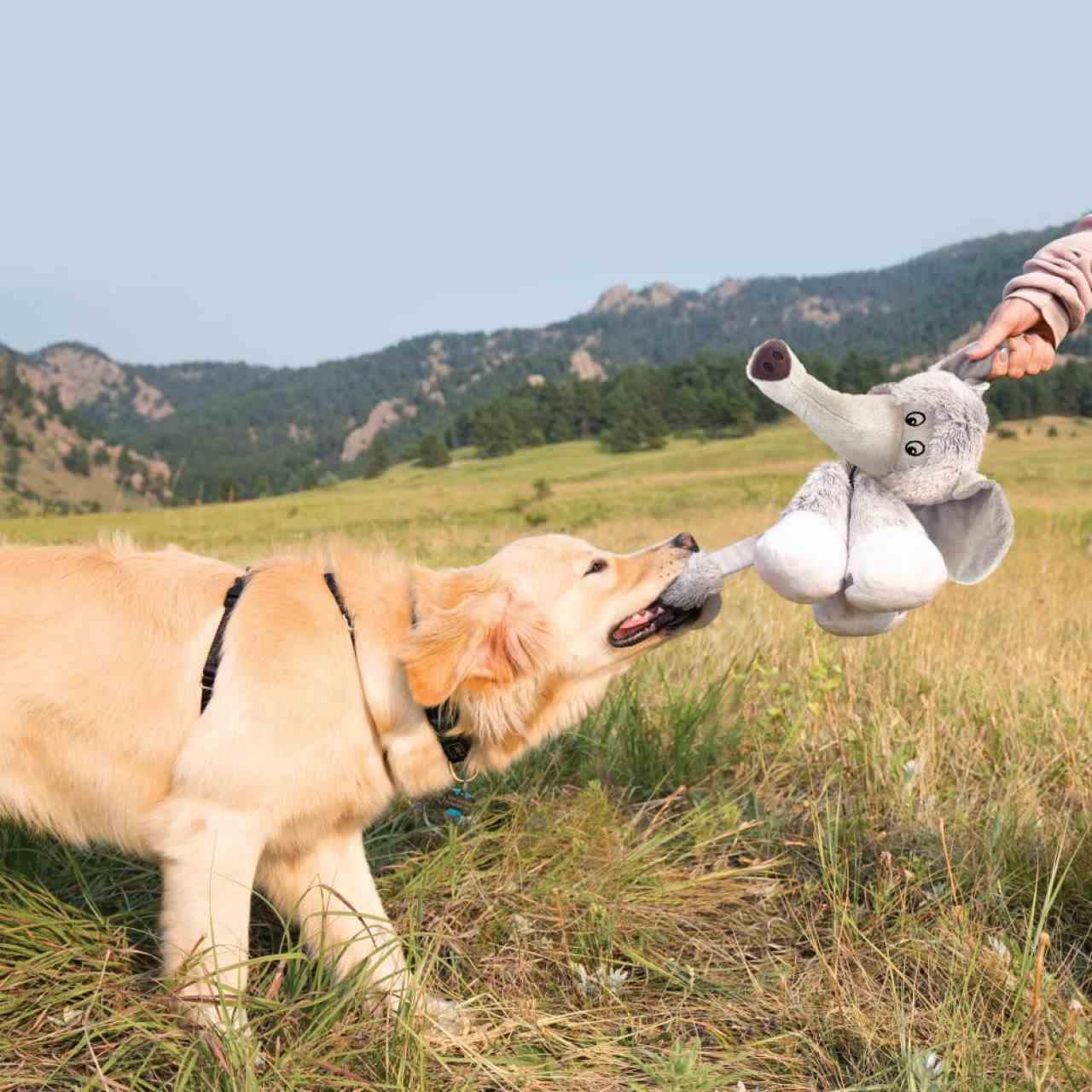KONG Stretchezz Legz Elephant for Dog Toy - Image 2