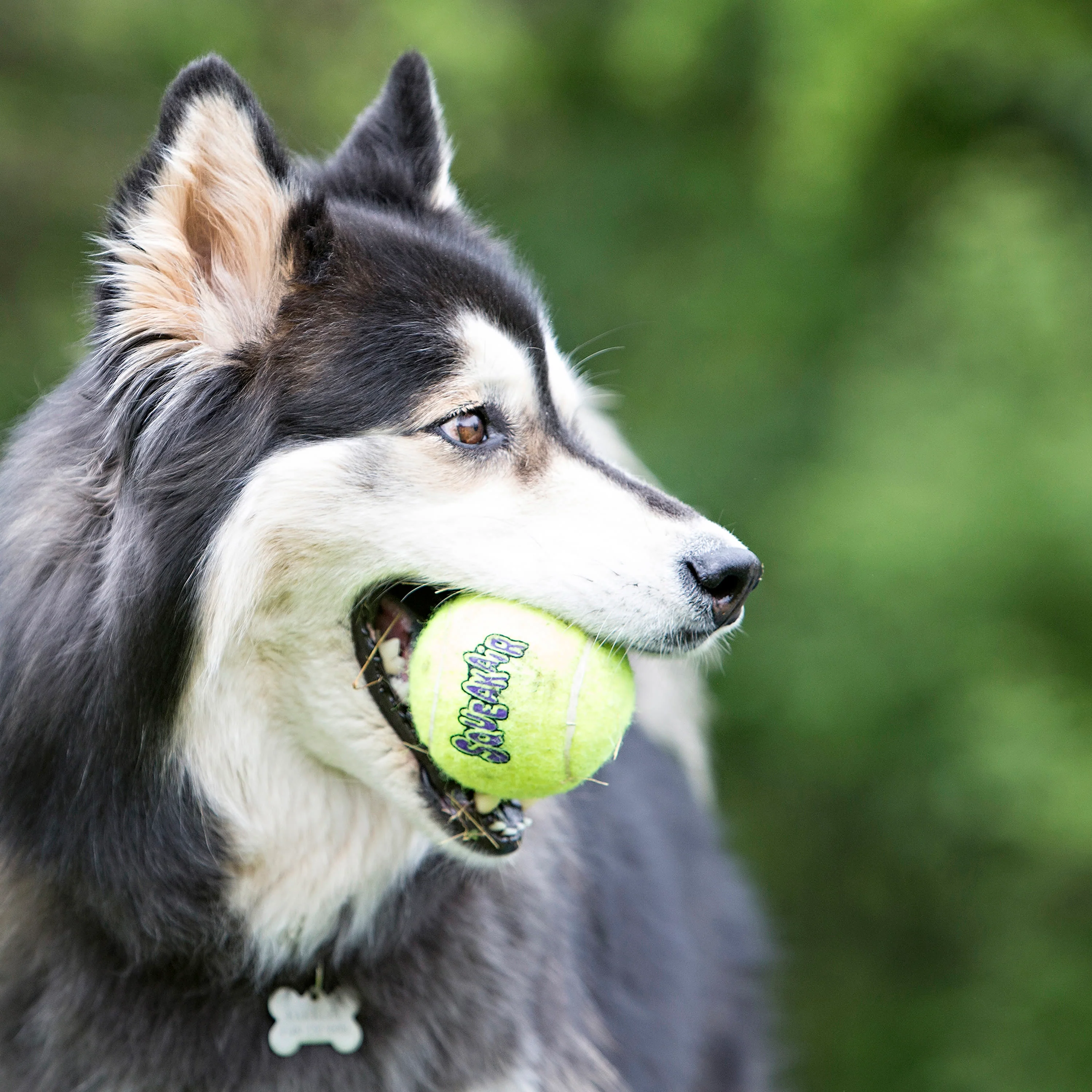 KONG Tennis Ball Yellow Squeaker Dog Toy - 6 Pack - Image 4