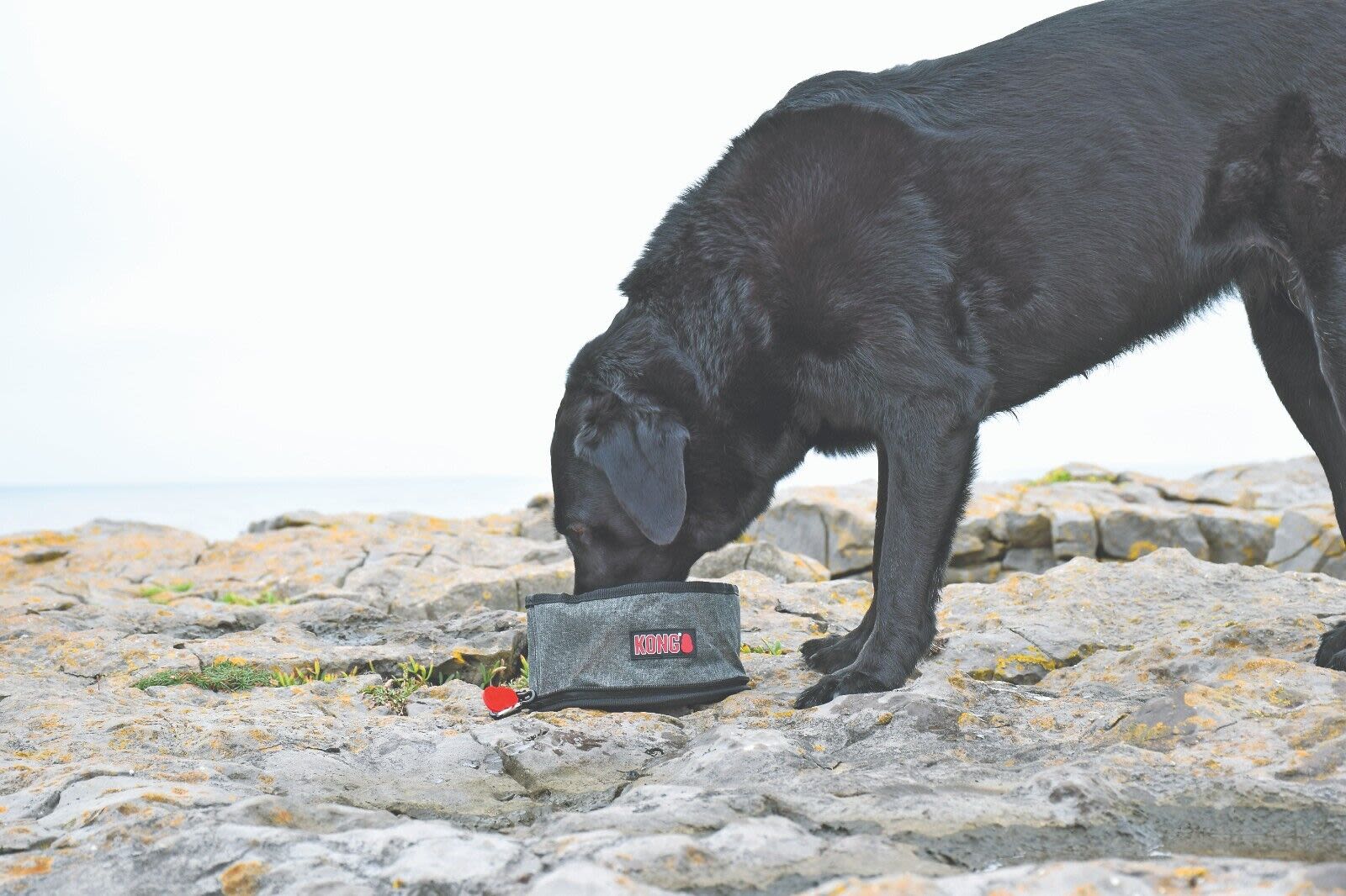 KONG Travel Fold-Up Dog Bowl - Image 3
