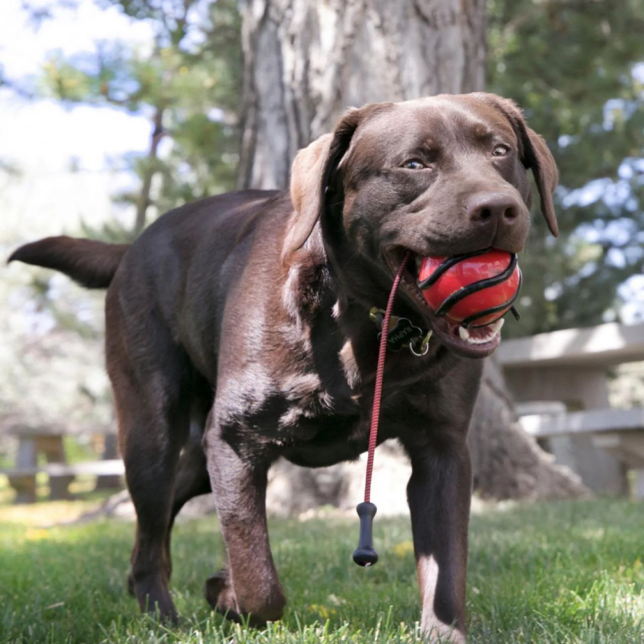 KONG Wavz Bunjiball Dog Toy - Image 4