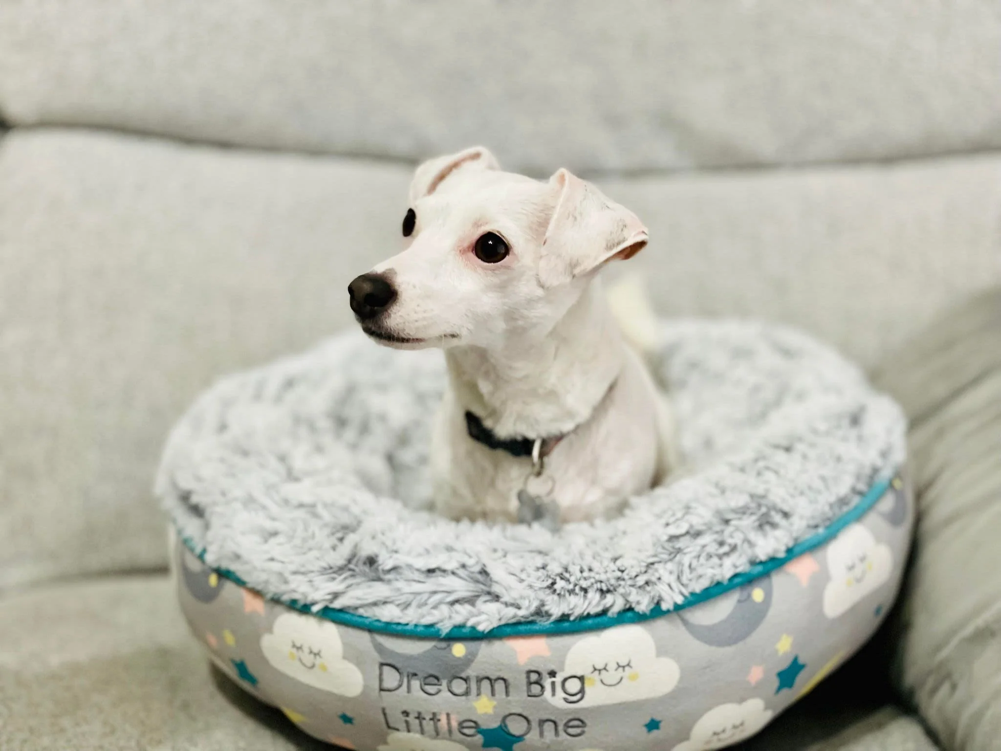 Little Petface Donut Puppy & Kitten Bed - Image 6