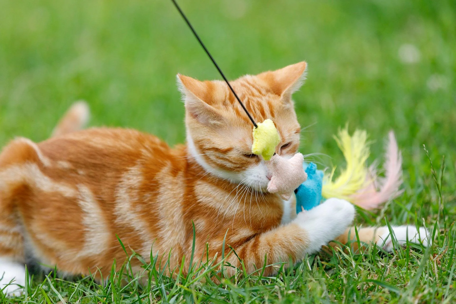 Little Petface Dream Big Kitten Cat Teaser Toy - Image 3