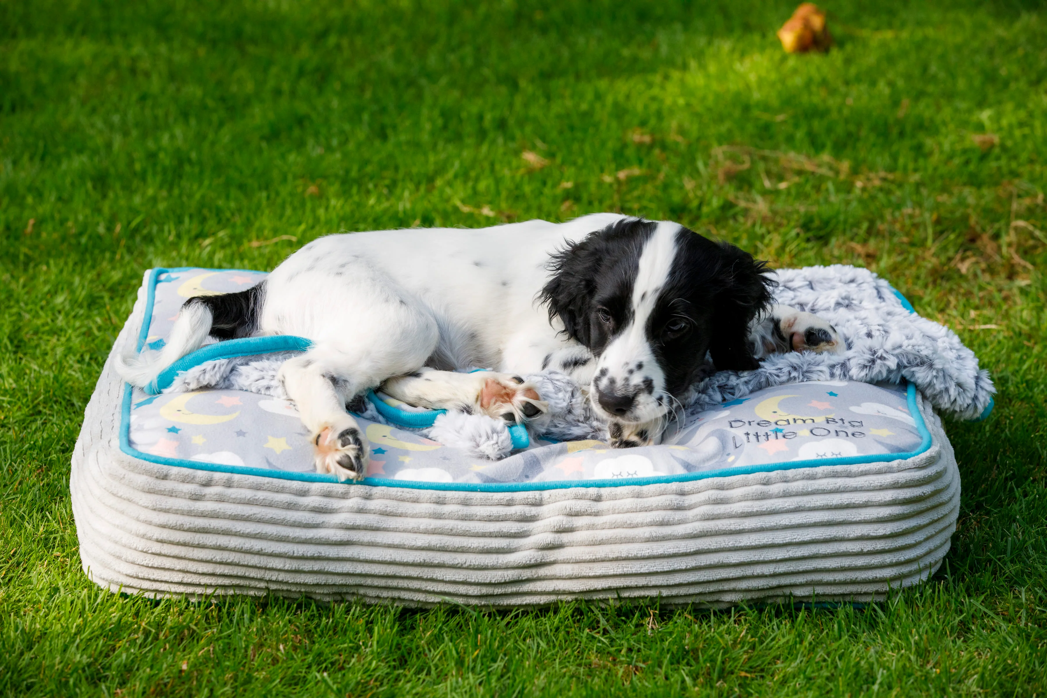 Little Petface Mattress Puppy Bed - Image 5