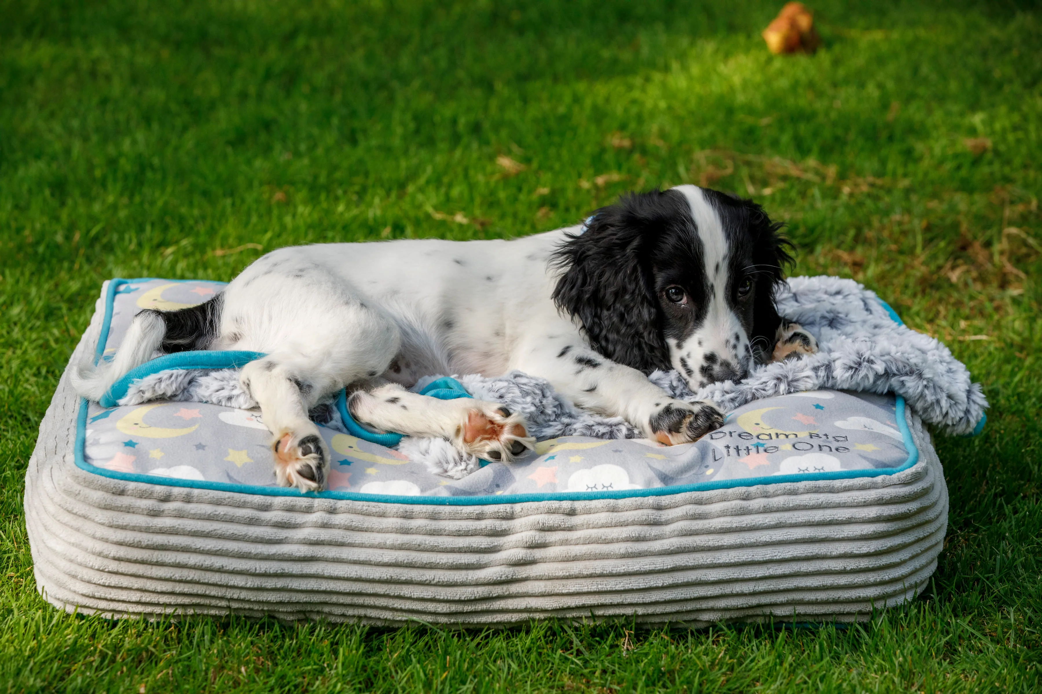 Little Petface Mattress Puppy Bed - Image 6