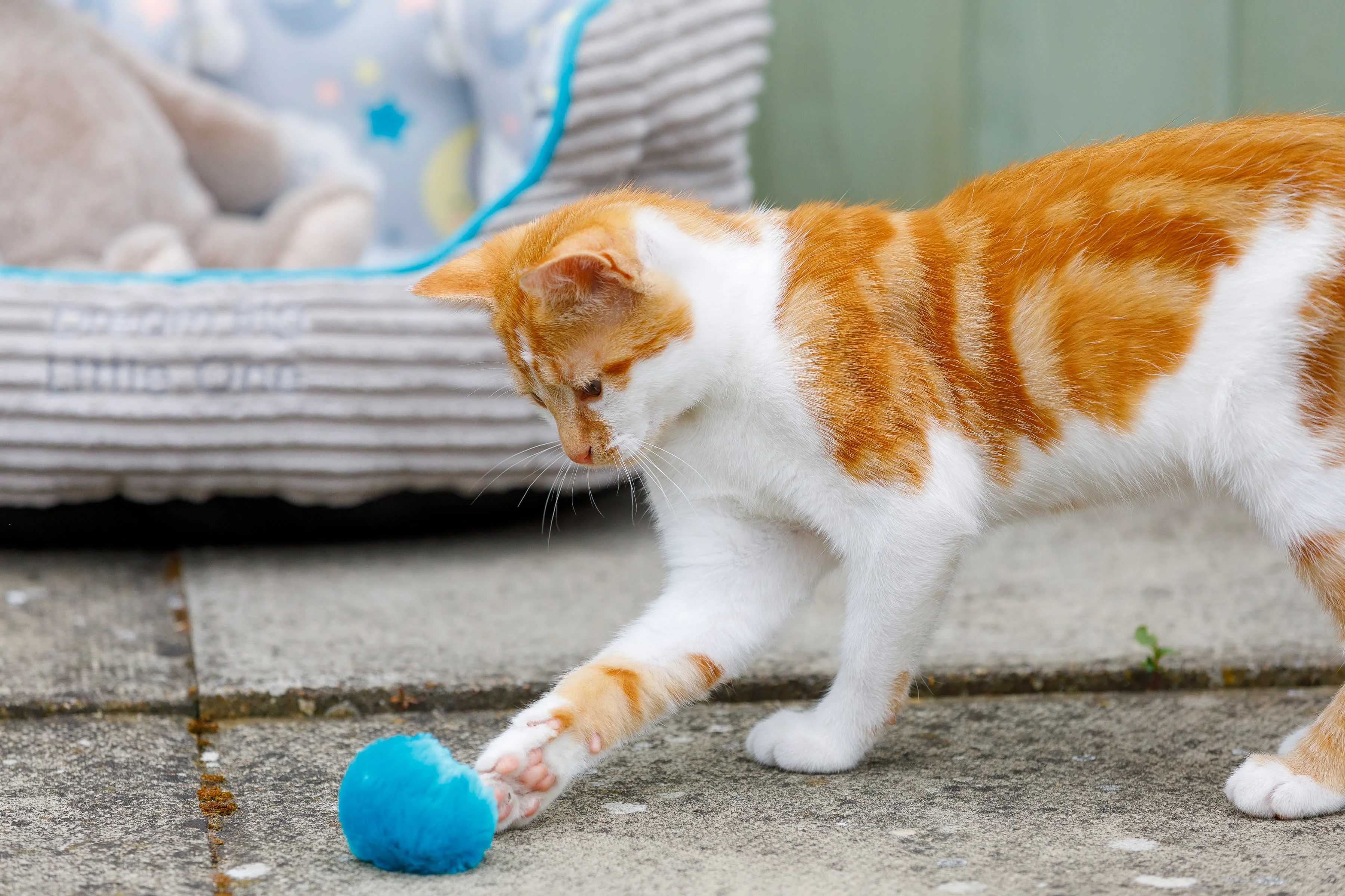 Little Petface Pom Pom Cat & Kitten Toys - Image 4