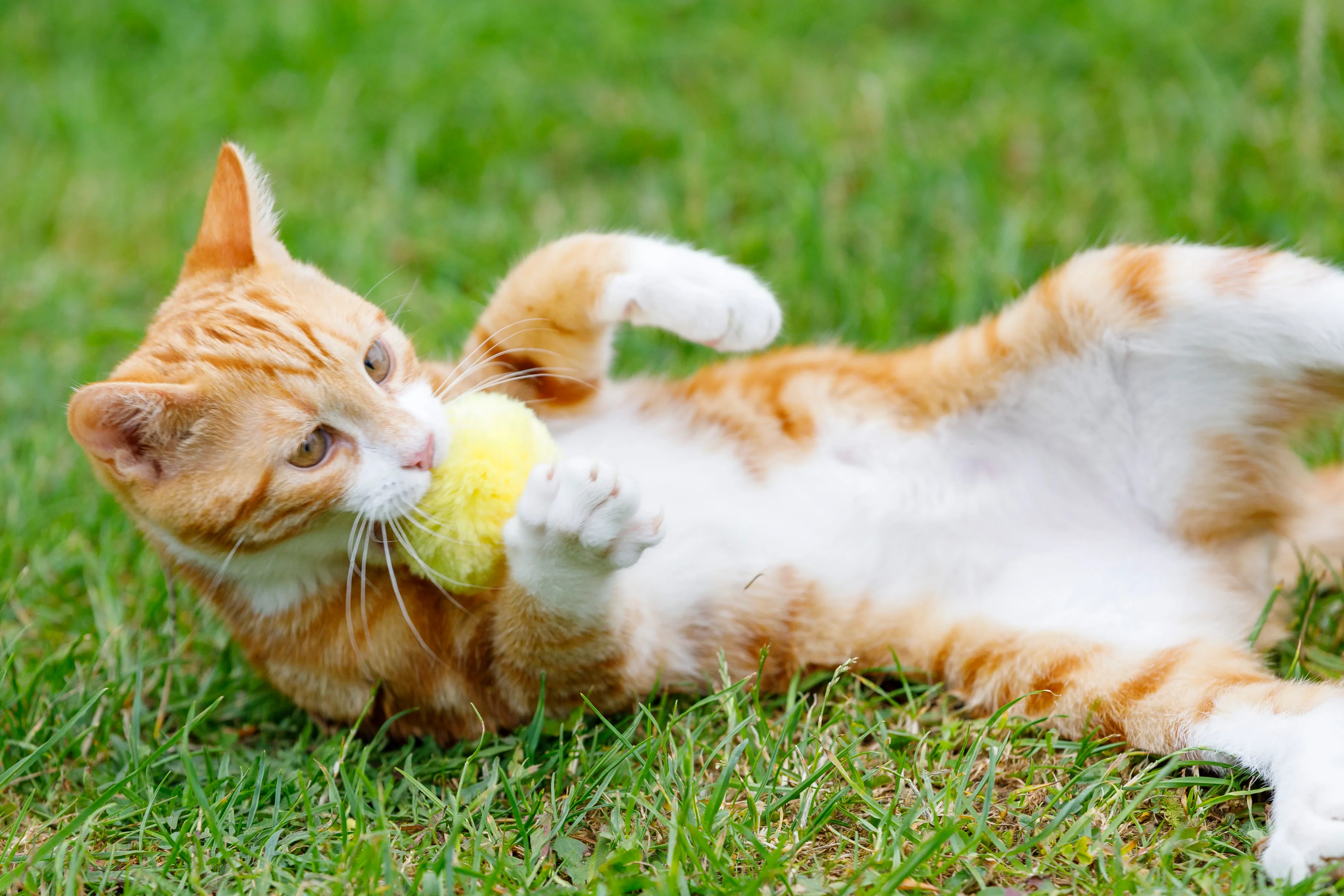 Little Petface Pom Pom Cat & Kitten Toys - Image 6