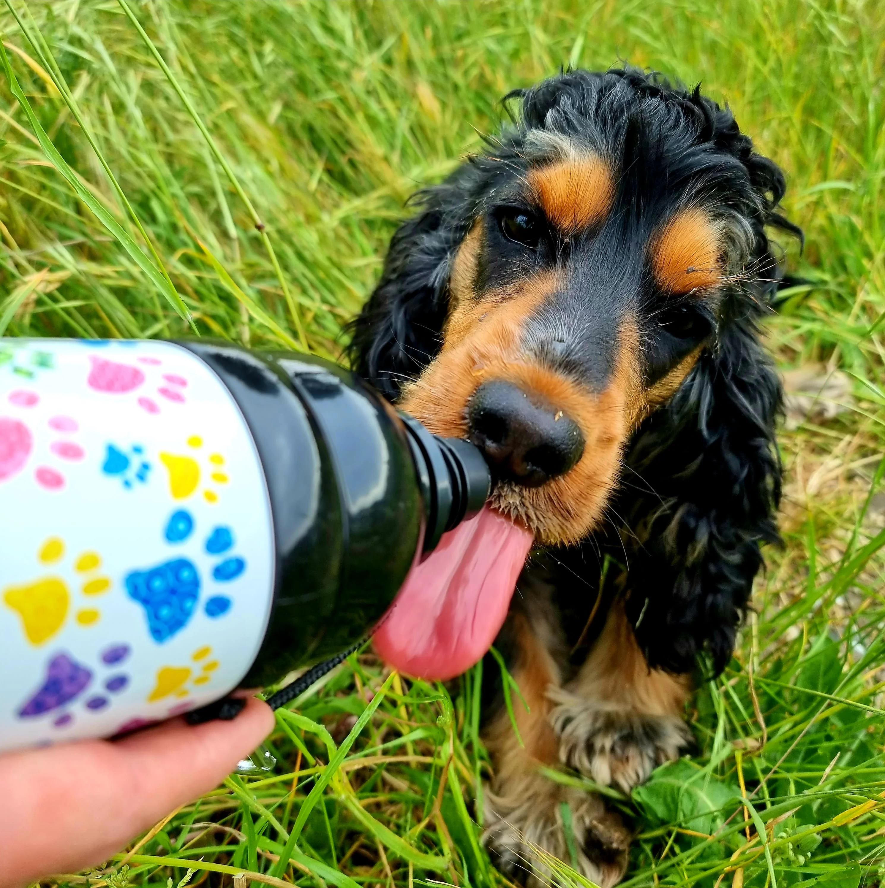 Long Paws Lick 'n Flow Stainless Steel Dog Water Bottle - Image 2