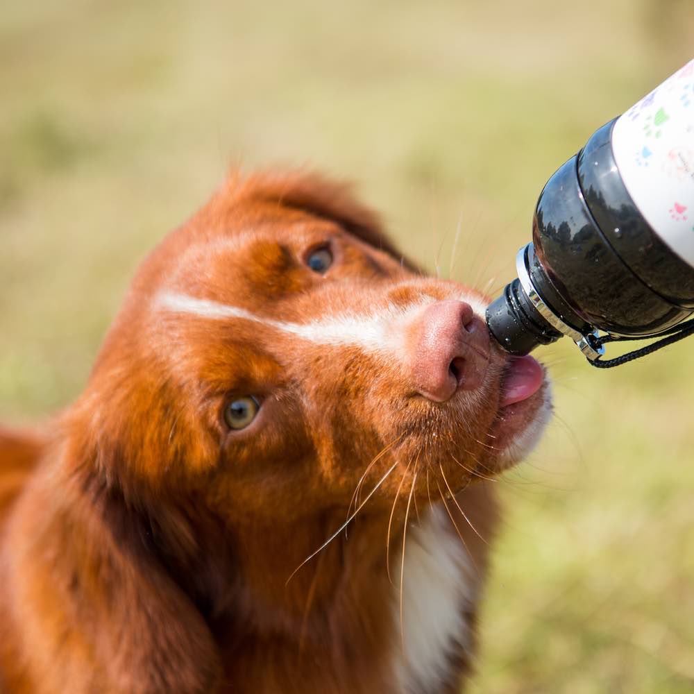 Long Paws Lick 'n Flow Stainless Steel Dog Water Bottle - Image 4