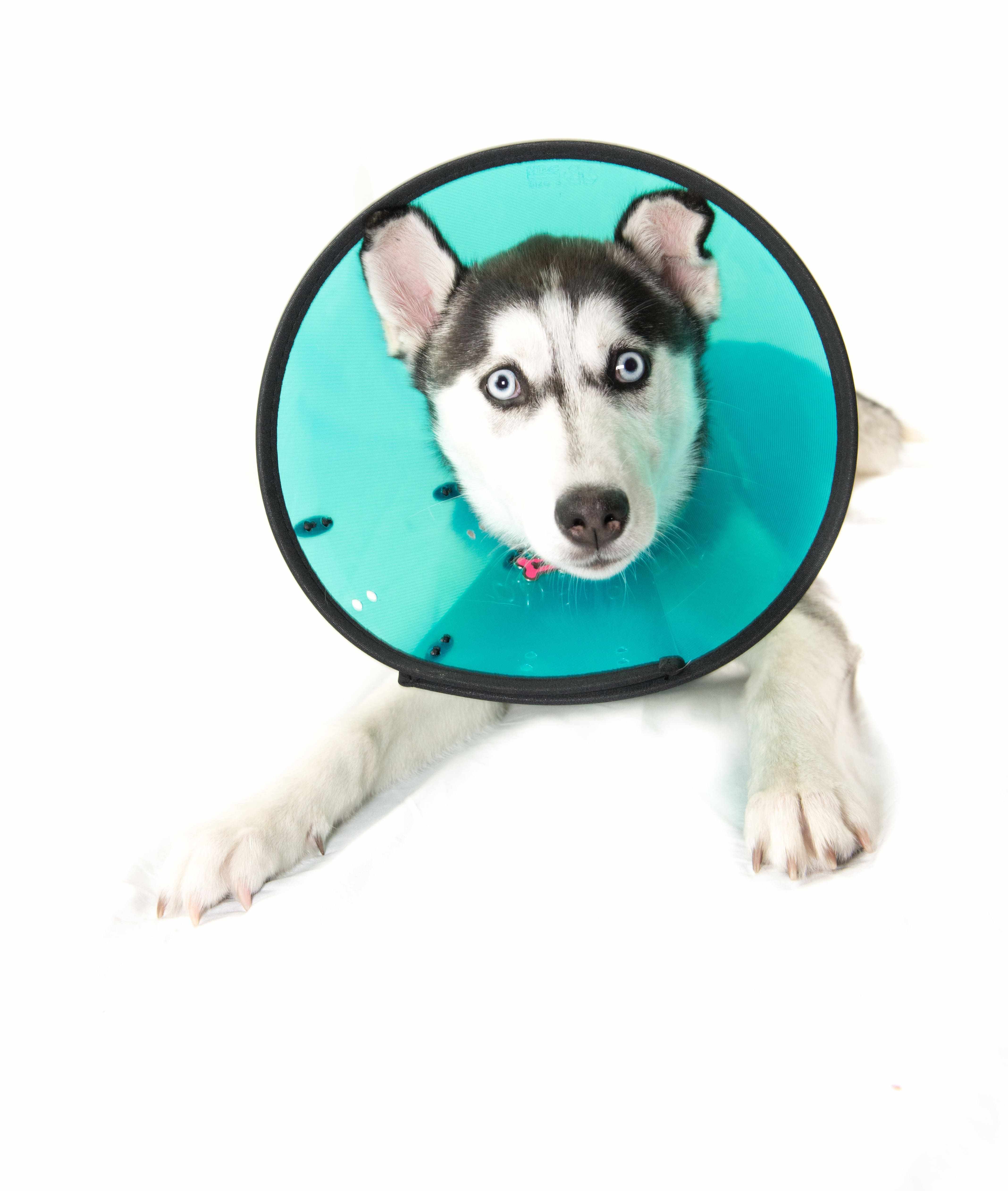 MDC Smart Collar for Dogs - Image 10