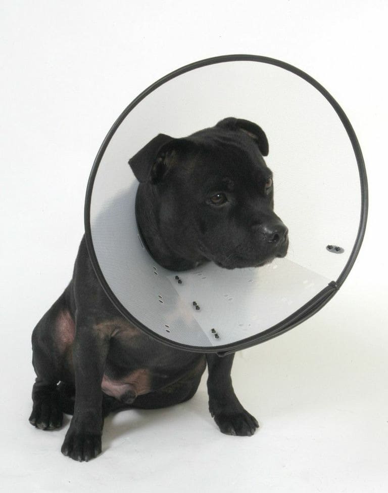 MDC Smart Collar for Dogs - Image 6