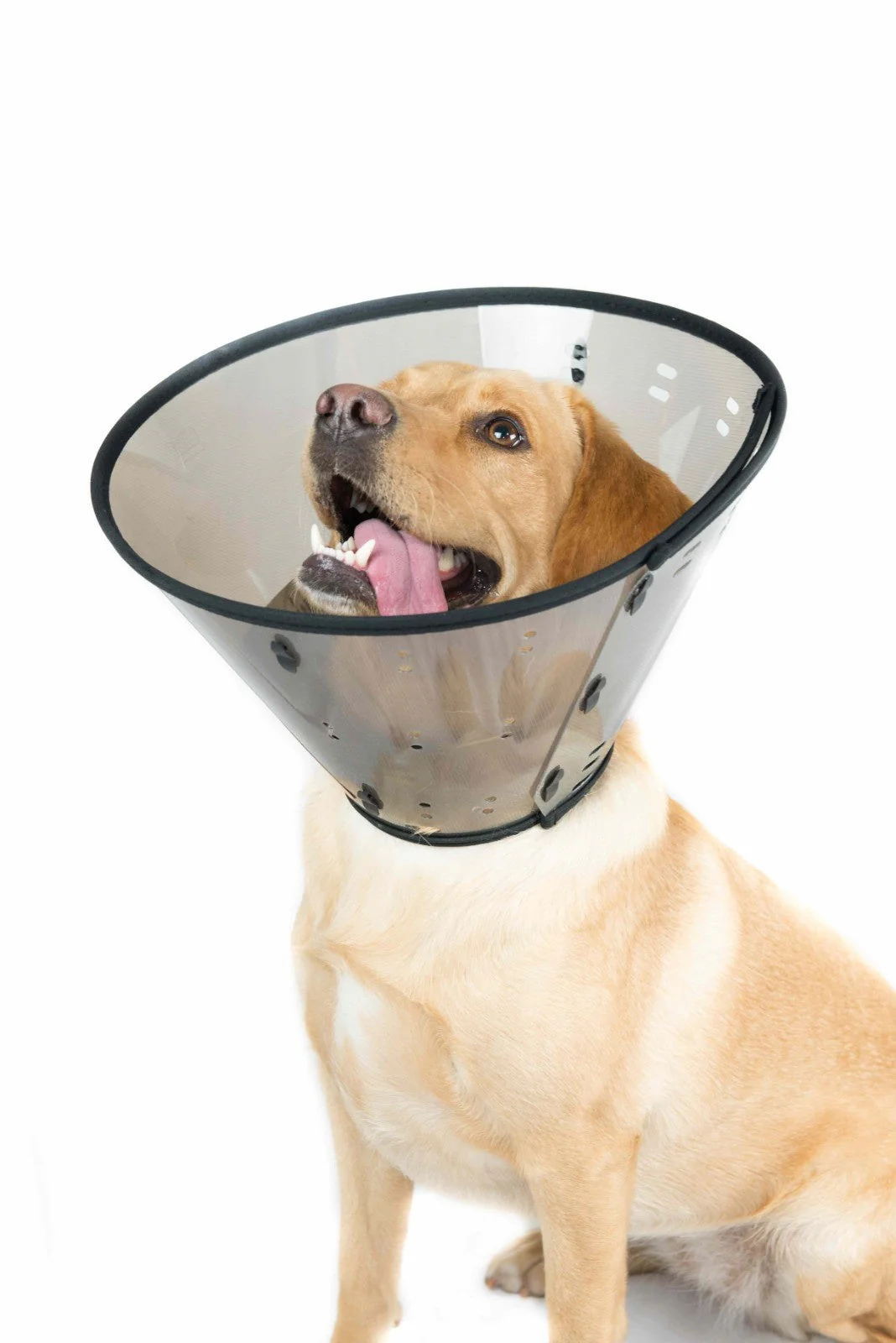 MDC Smart Collar for Dogs - Image 7