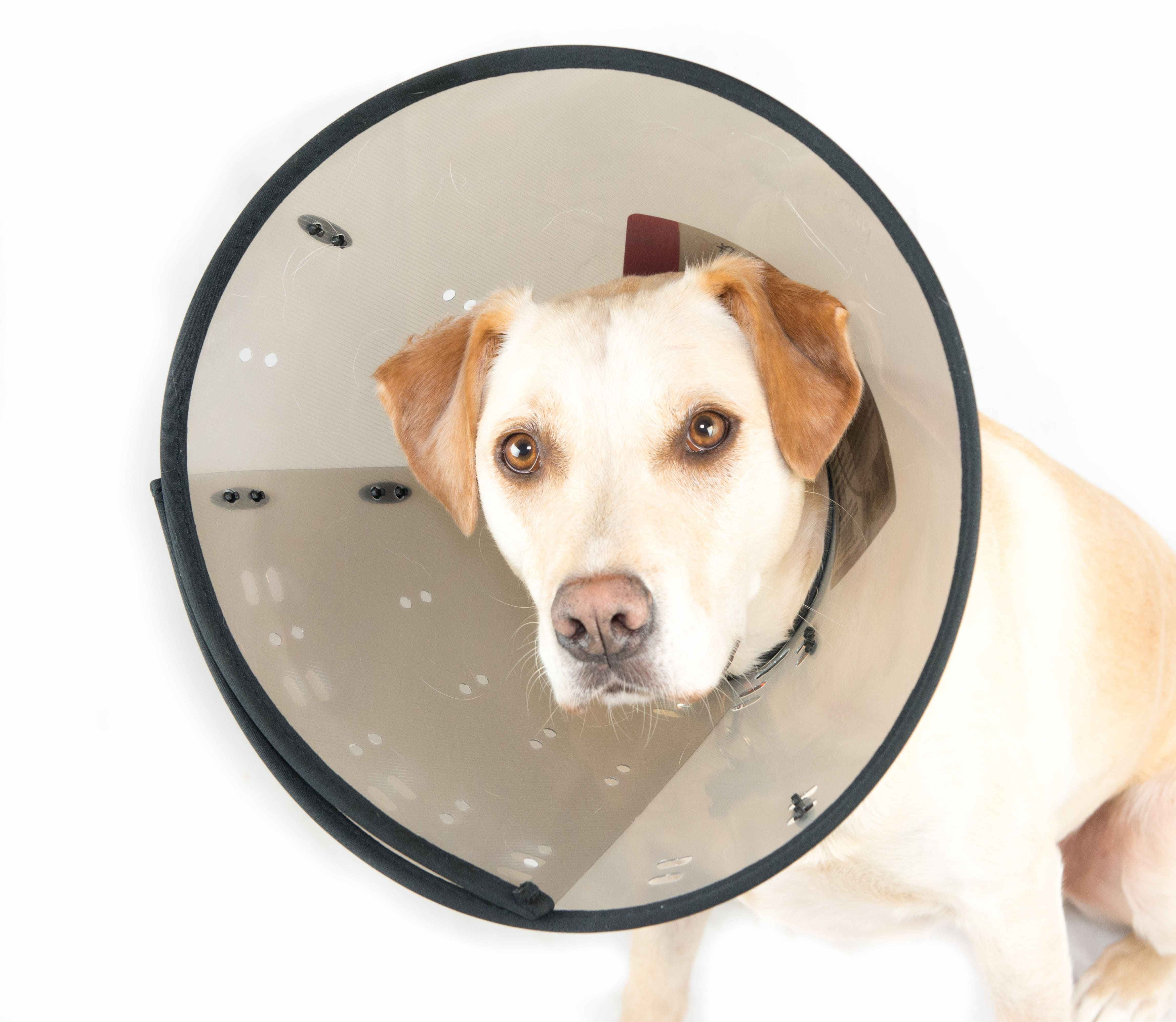MDC Smart Collar for Dogs - Image 8