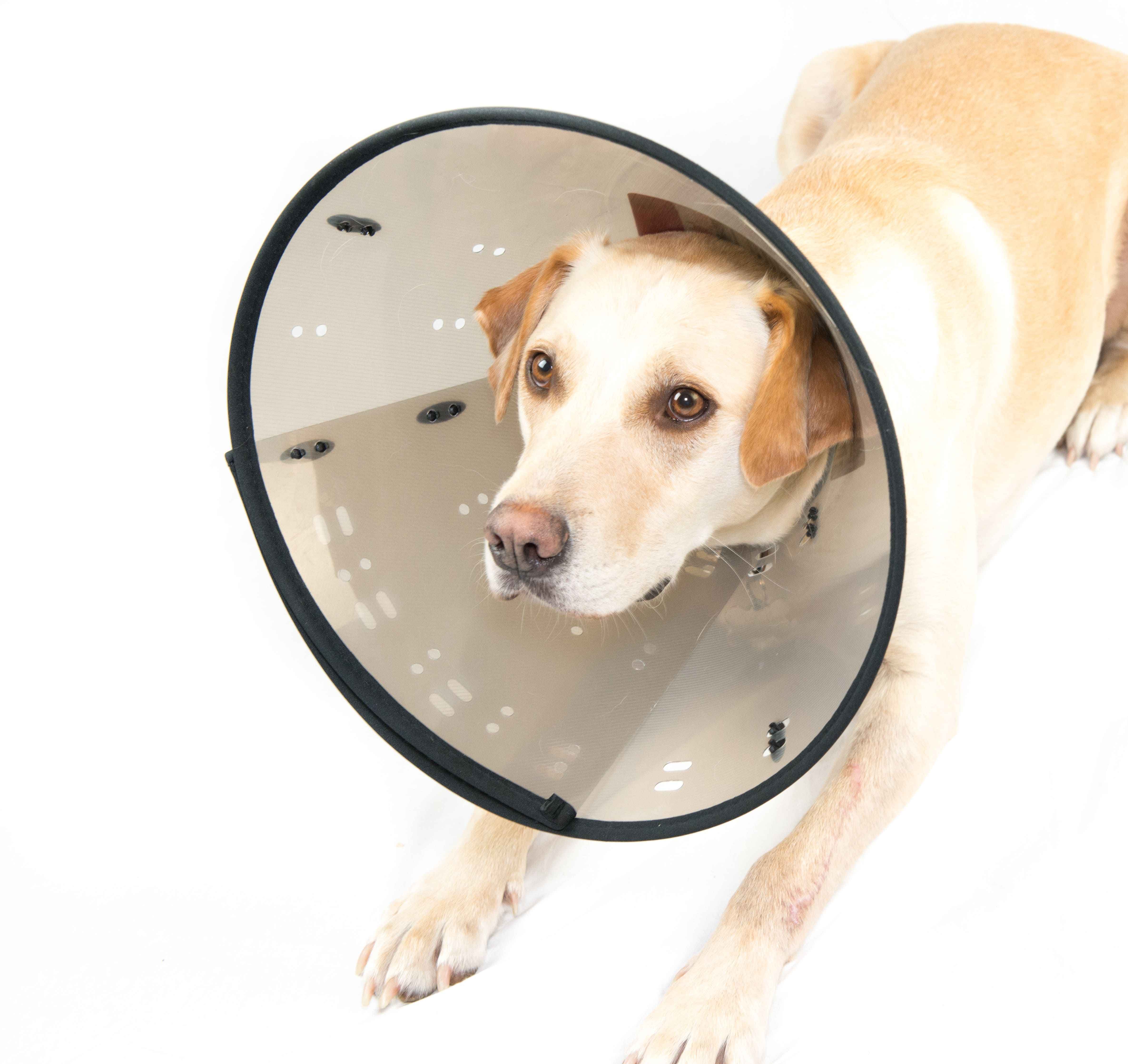 MDC Smart Collar for Dogs - Image 9