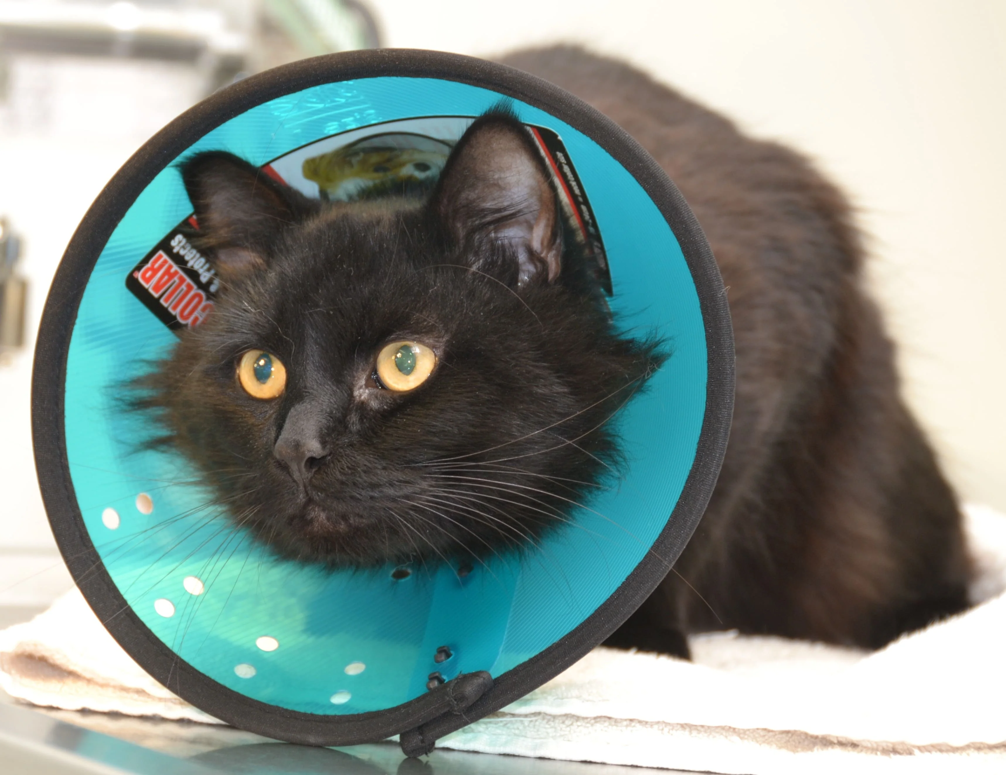 MDC Smart Collar Size 0 for Cats - Image 3
