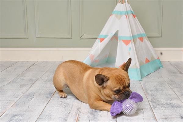 Ministry of Pets Bertie the Bat 2 in 1 Squeaker Dog Toy - Image 3