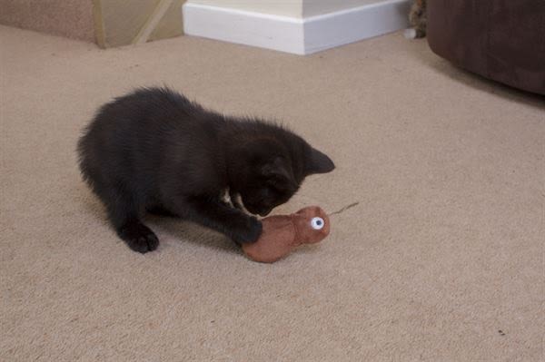 Ministry of Pets Konnie the Kiwi Catnip Tube Cat Toy - Image 4