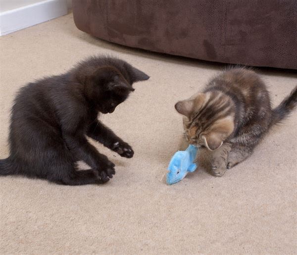 Ministry of Pets Norman the Narwhal Catnip Tube Cat Toy - Image 3