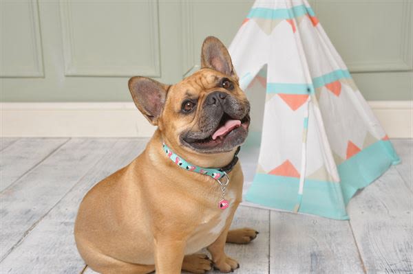 Ministry of Pets Printed Flamingo Collar with Charm for Dogs - Image 2
