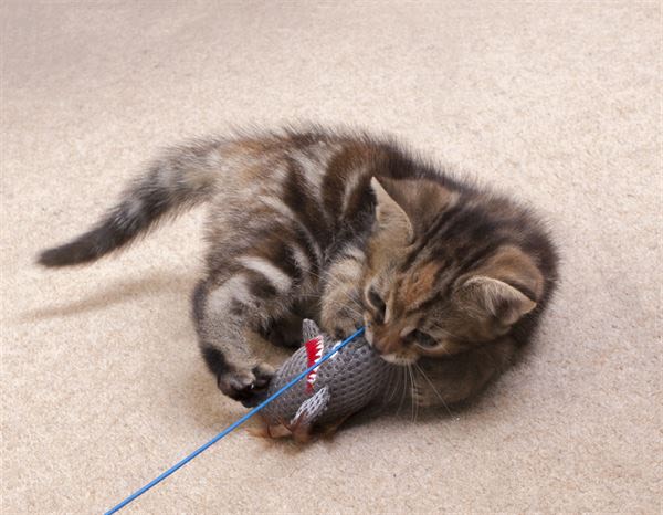Ministry of Pets Sebastian the Shark Cat Teaser Toy - Image 3
