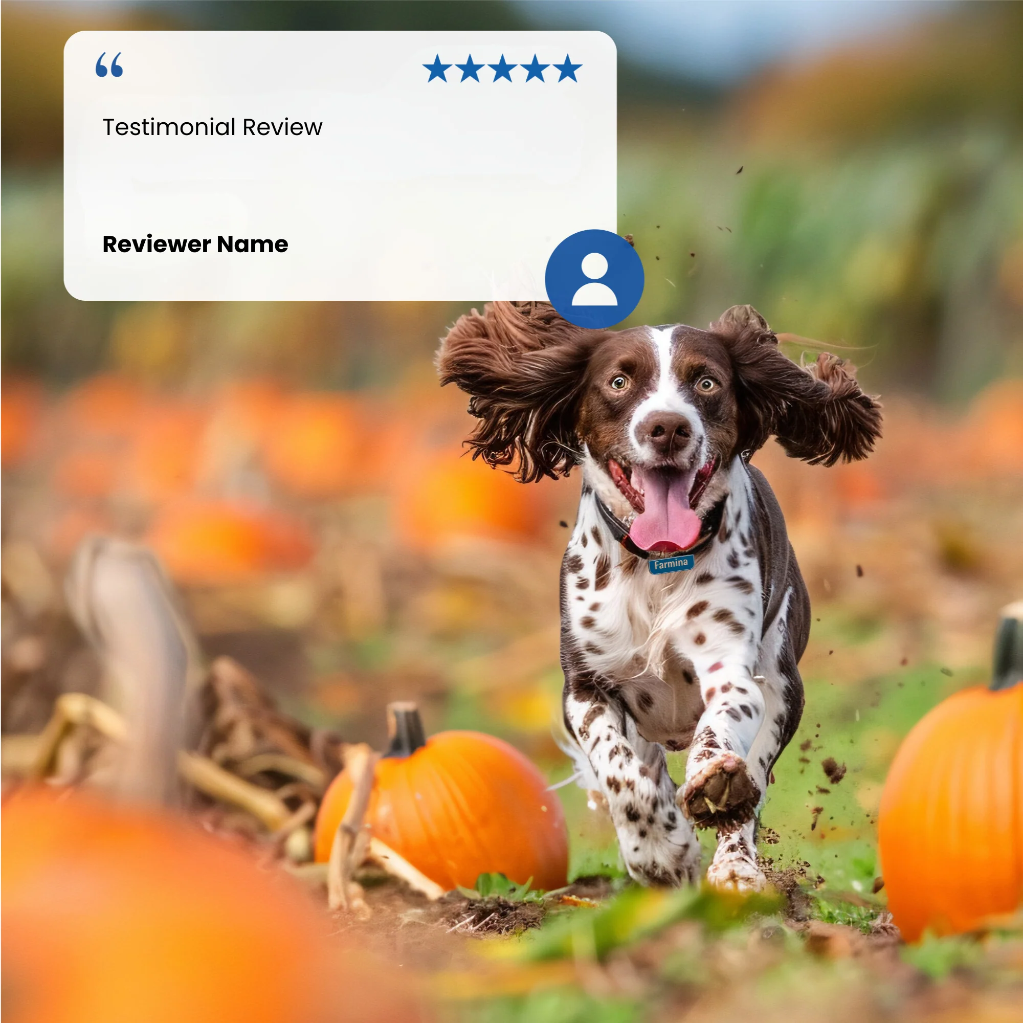 N&D Pumpkin Adult Mini Wet Dog Food - Lamb, Pumpkin & Blueberry - Image 4