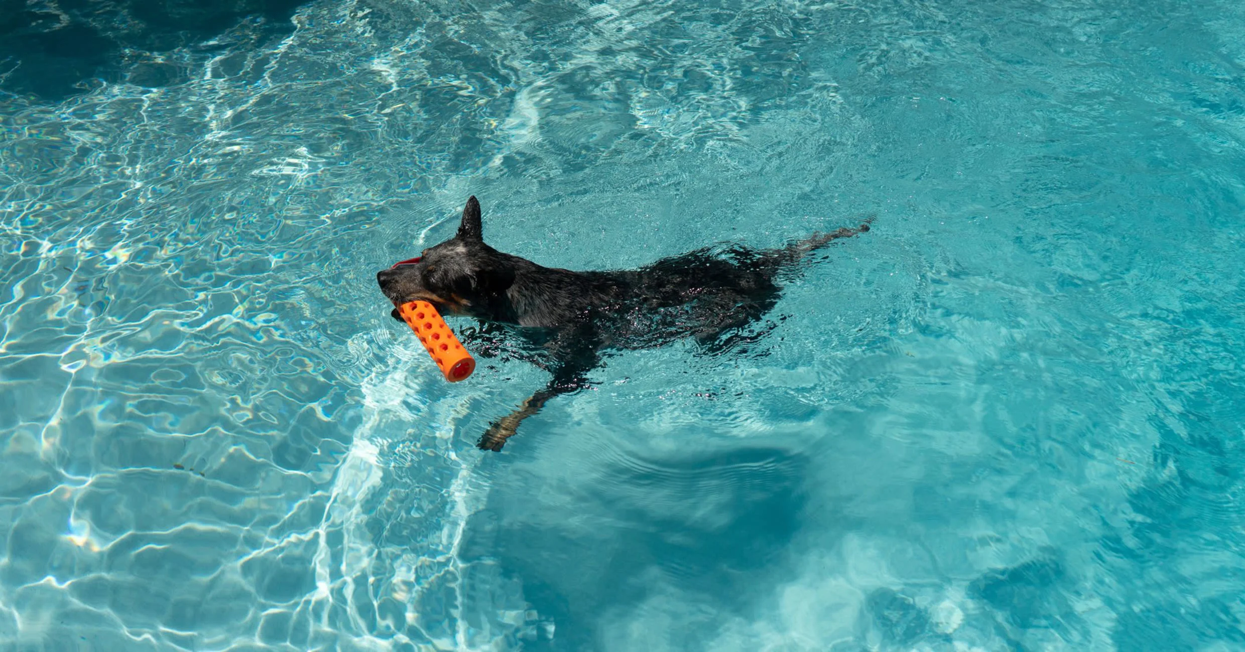 N-Gage Bumper Hydro Dog Toy - Orange - Image 3