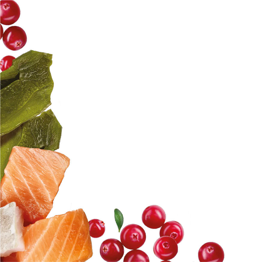 Natures Menu Country Hunter Superfood Bars - Salmon & White Fish Adult Dog Treats - Image 5