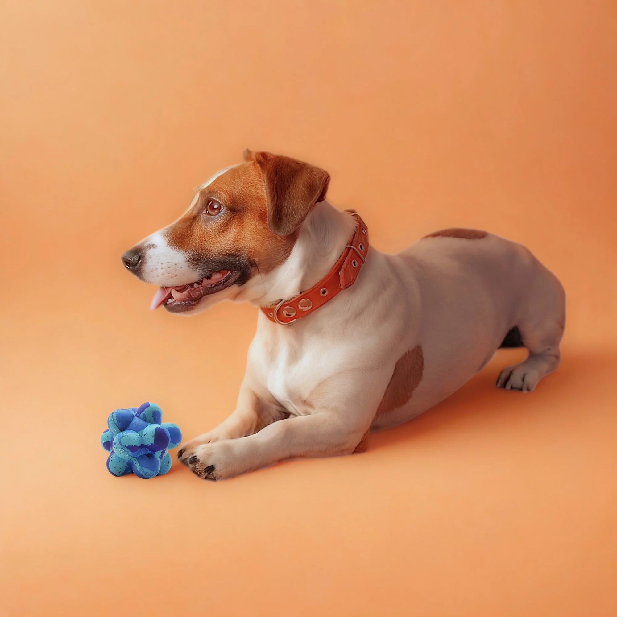 Max Fusion Pop It Dog Toy - Image 6