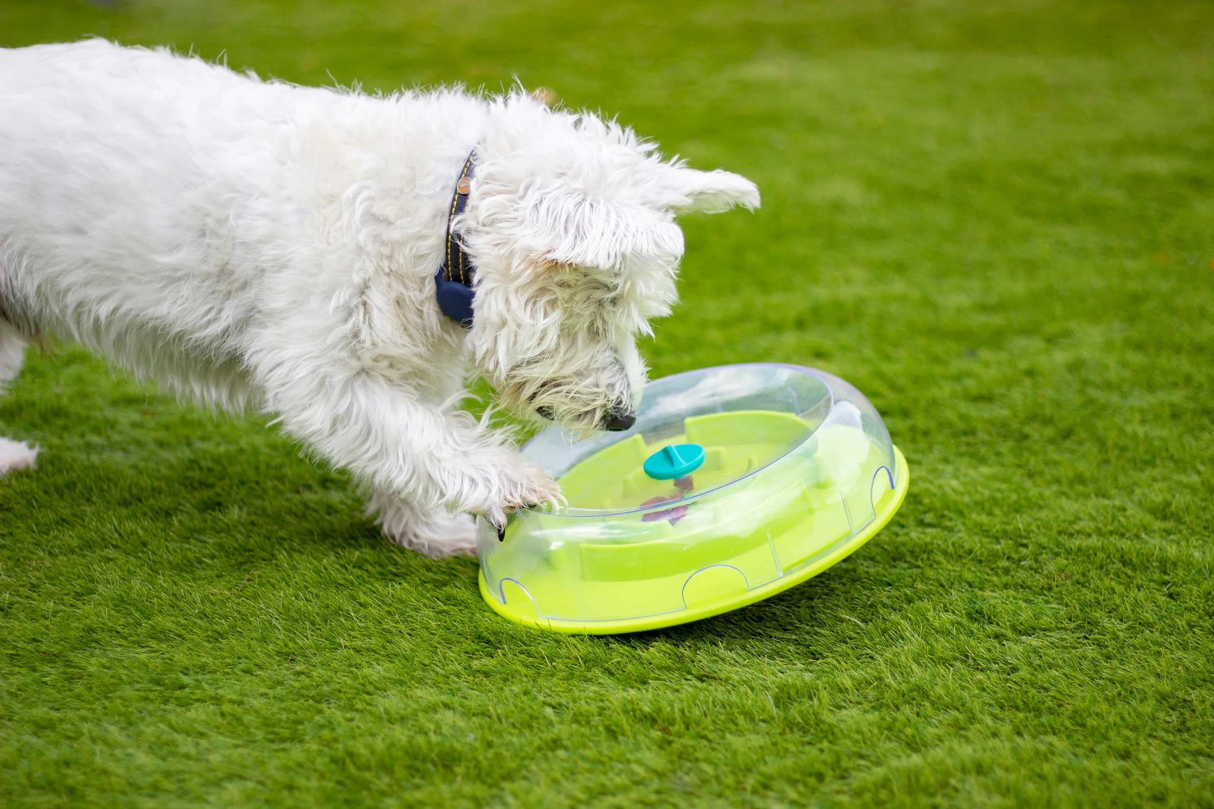 Nina Ottosson Wobble Bowl Puzzle Dog Toy - Image 2