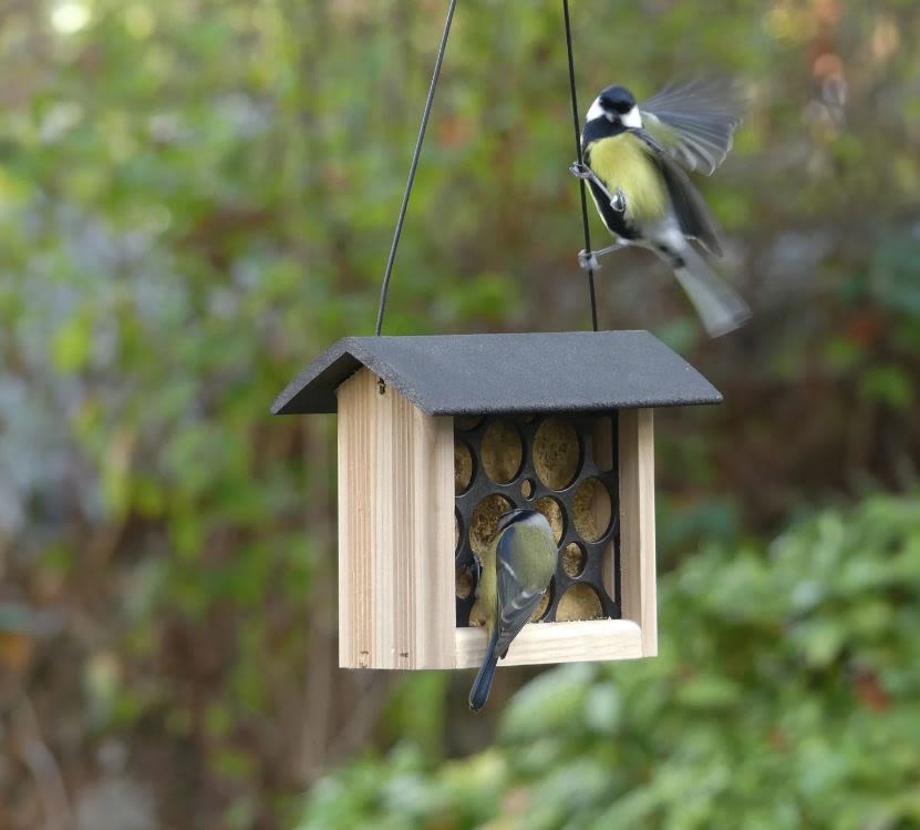 Peckish Woodland Feast Suet Cake Feeder for Wild Birds - Image 2