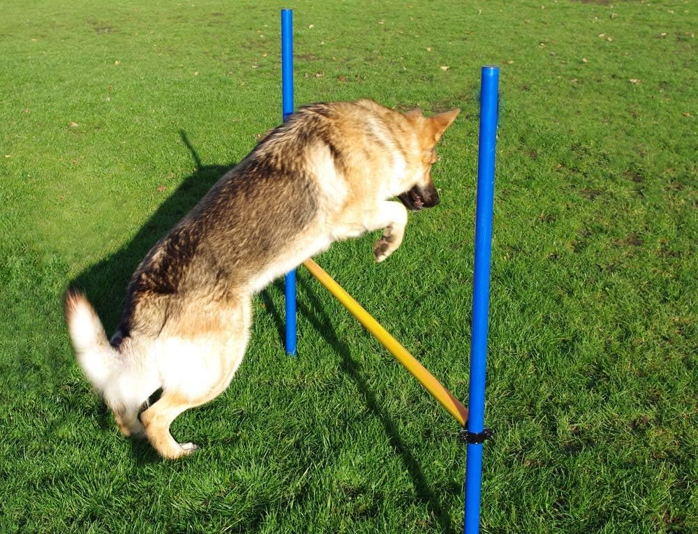Pet Brands Agility Hurdle Jump for Dogs - Image 2