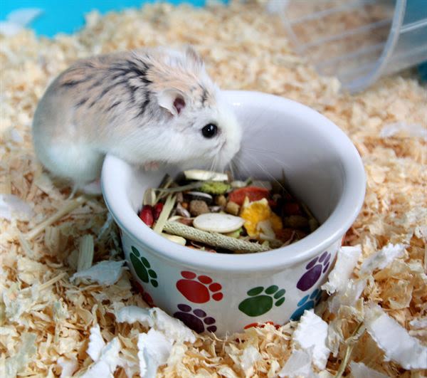 Pet Brands Mini Mates Paw Print Small Animal Bowl - Image 3
