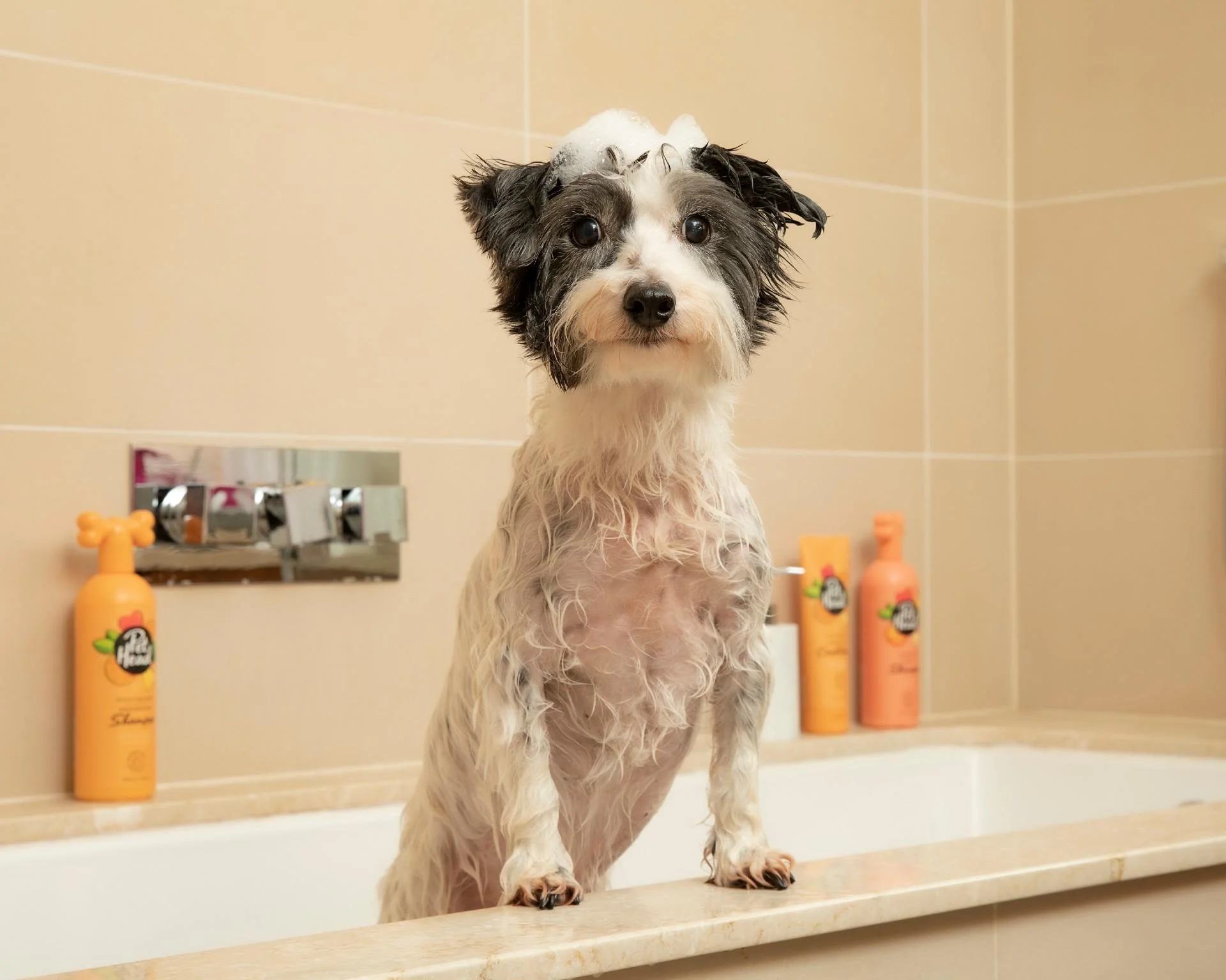Pet Head Quick Fix 2in1 Dog Shampoo - Image 4
