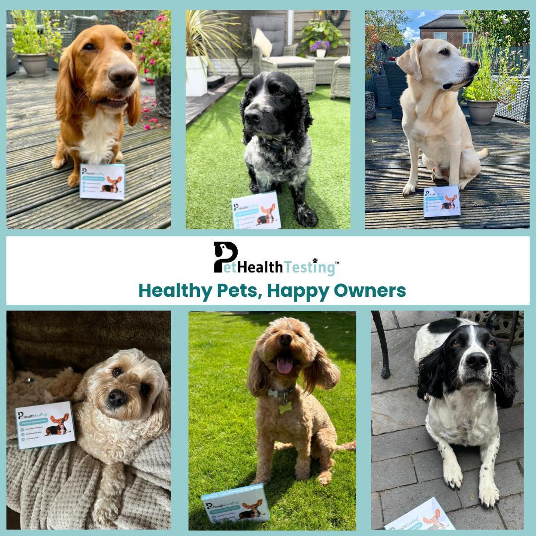 Pet Health Testing Dog-Food Intolerance Test Kit - Image 3