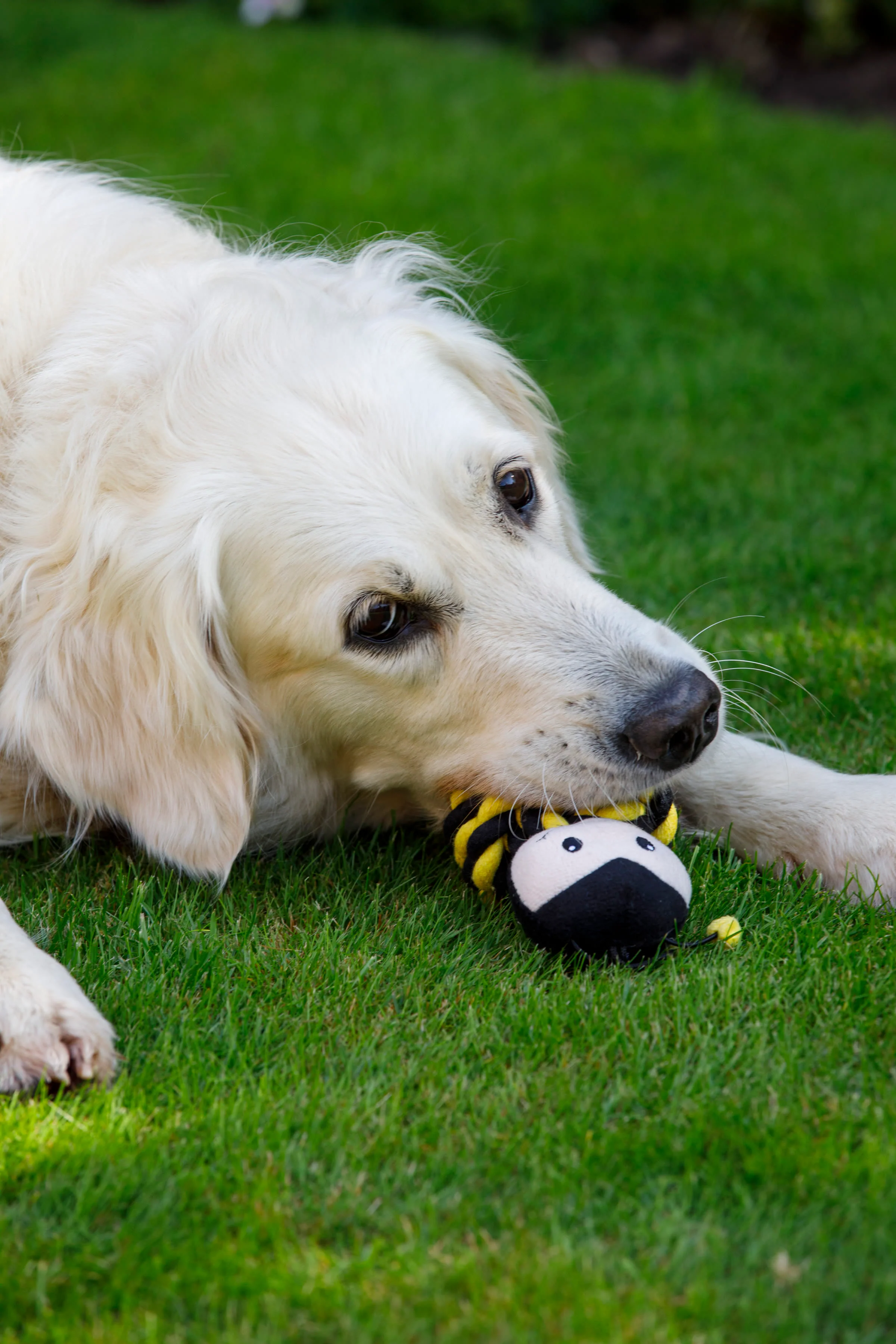 Petface Buddies Bert Bee Yellow & Brown Rope Ball Dog Toy - Image 5
