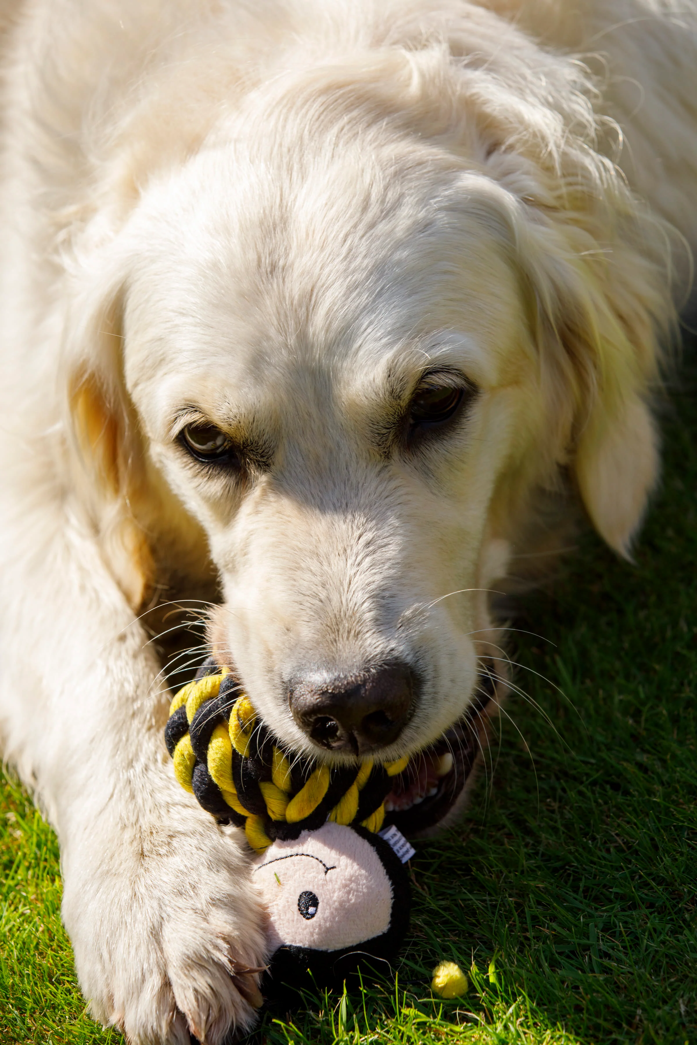 Petface Buddies Bert Bee Yellow & Brown Rope Ball Dog Toy - Image 6