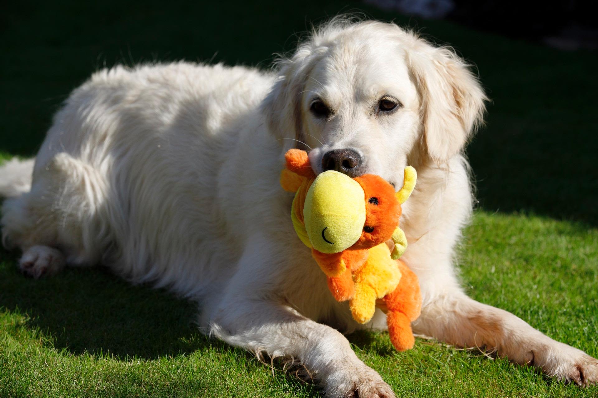 Petface Buddies Caterpillar Dog Toy - Image 3