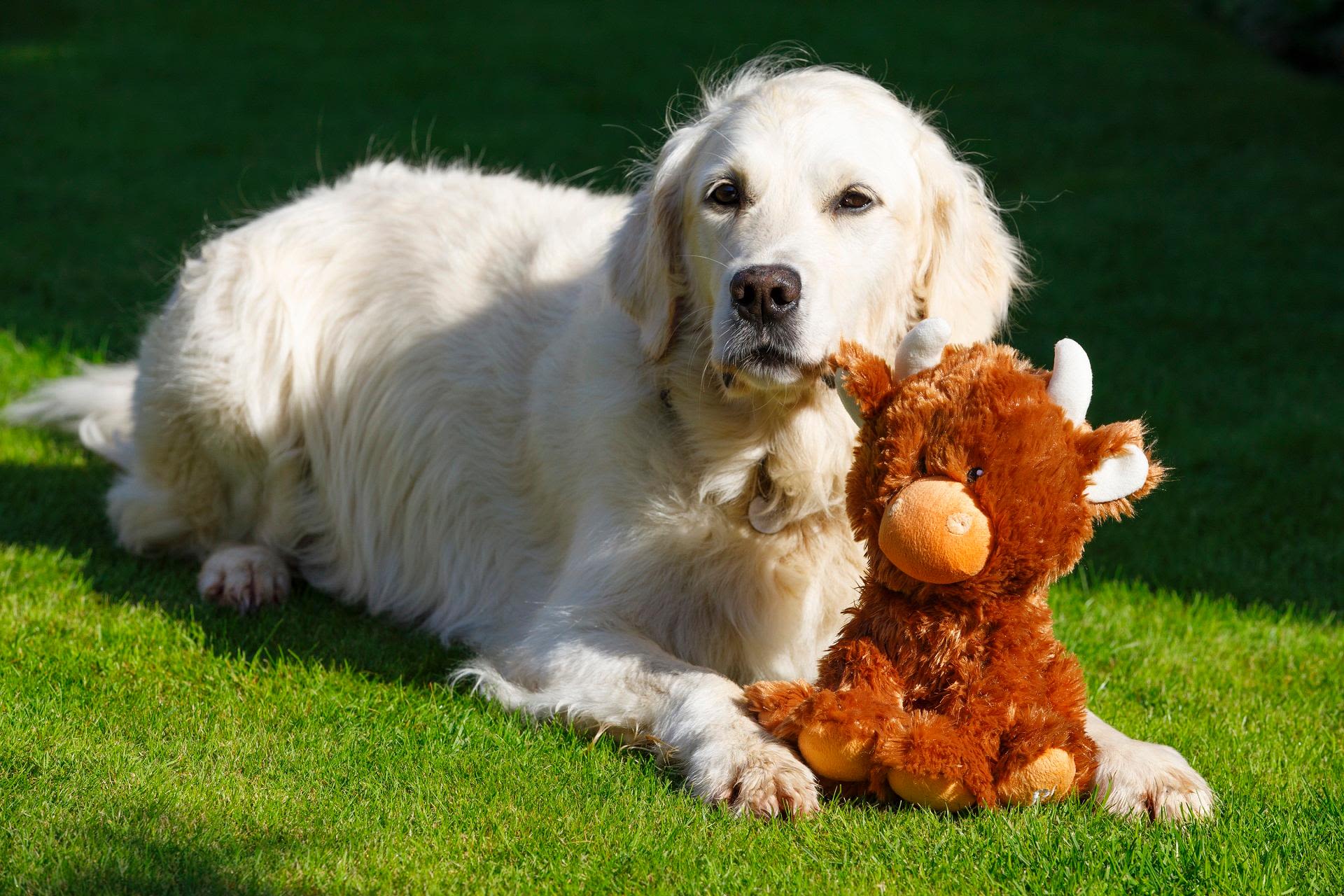 Petface Buddies Highland Cow Dog Toy - Image 3
