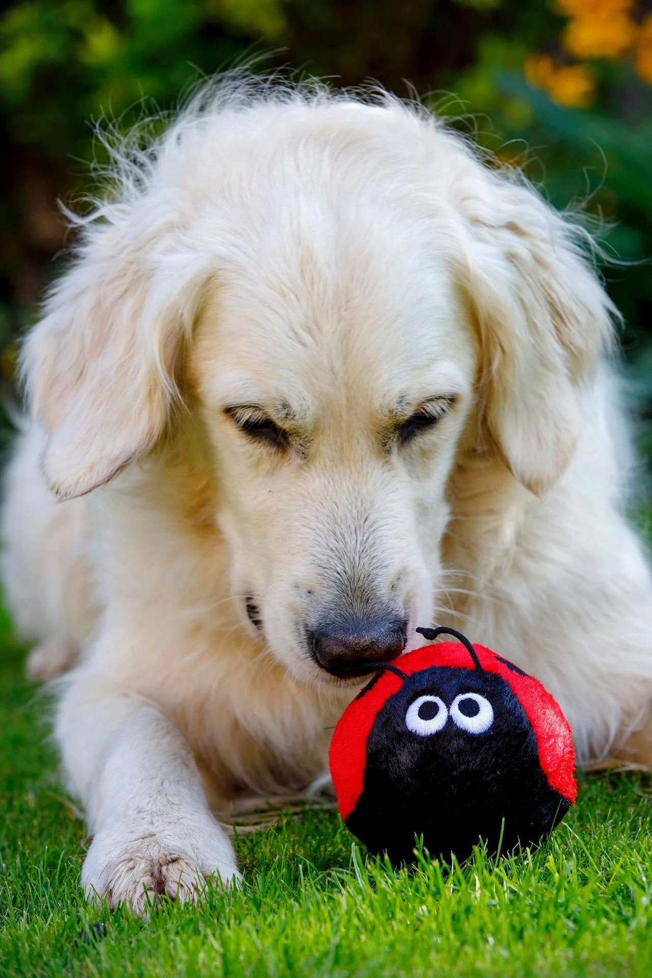 Petface Buddies Ladybird Dog Toy - Image 3