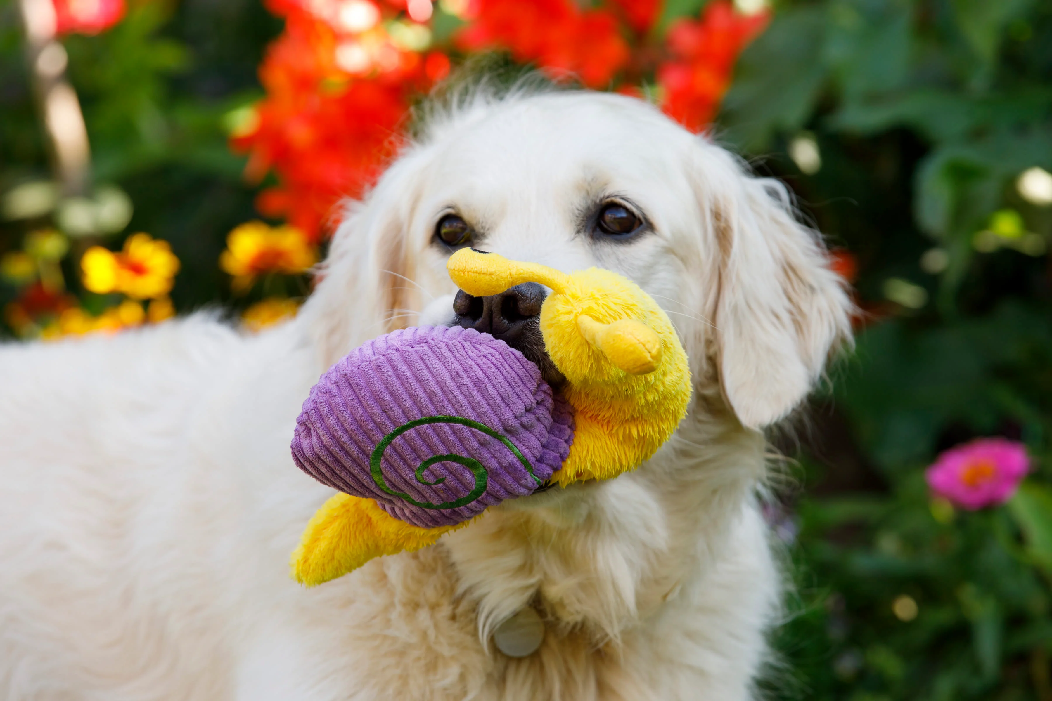 Petface Buddies Sassy The Snail Yellow & Violet Plush Dog Toy - Image 6