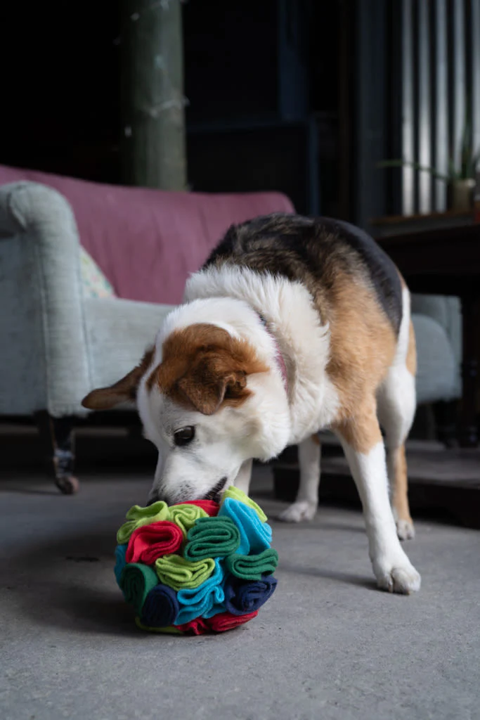 Petface Fabric Snuffle Ball Pet Treat Puzzle Toy - Image 5