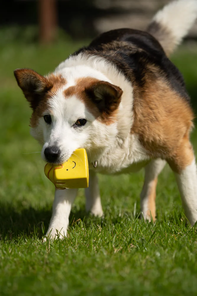 Petface Fondant Fancy Latex Yellow Dog Toy - Image 5