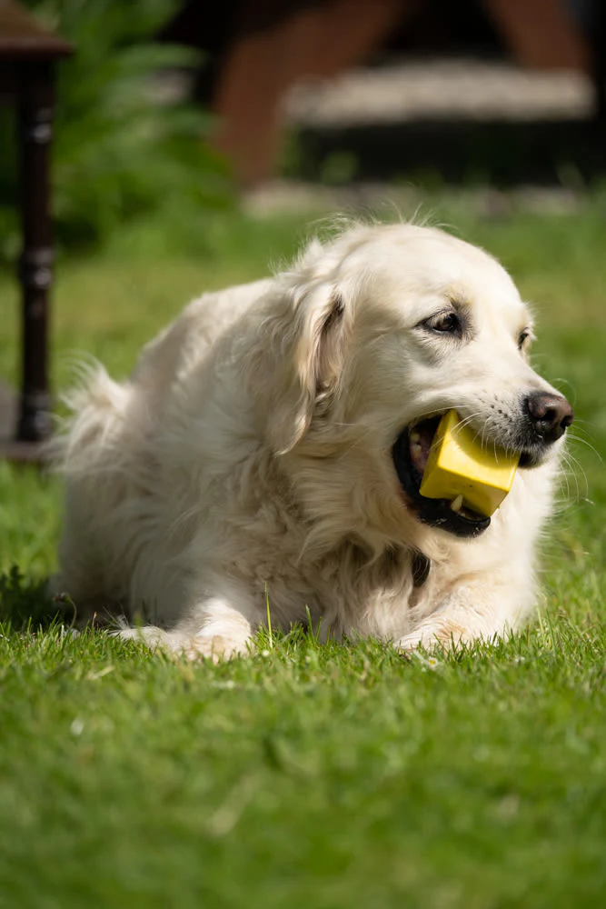 Petface Fondant Fancy Latex Yellow Dog Toy - Image 6