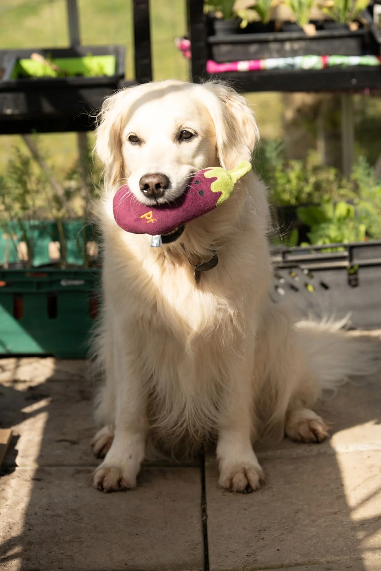 Petface Greenfingers Fluffy Aubri Aubergine Purple Plush Dog Toy - Image 5