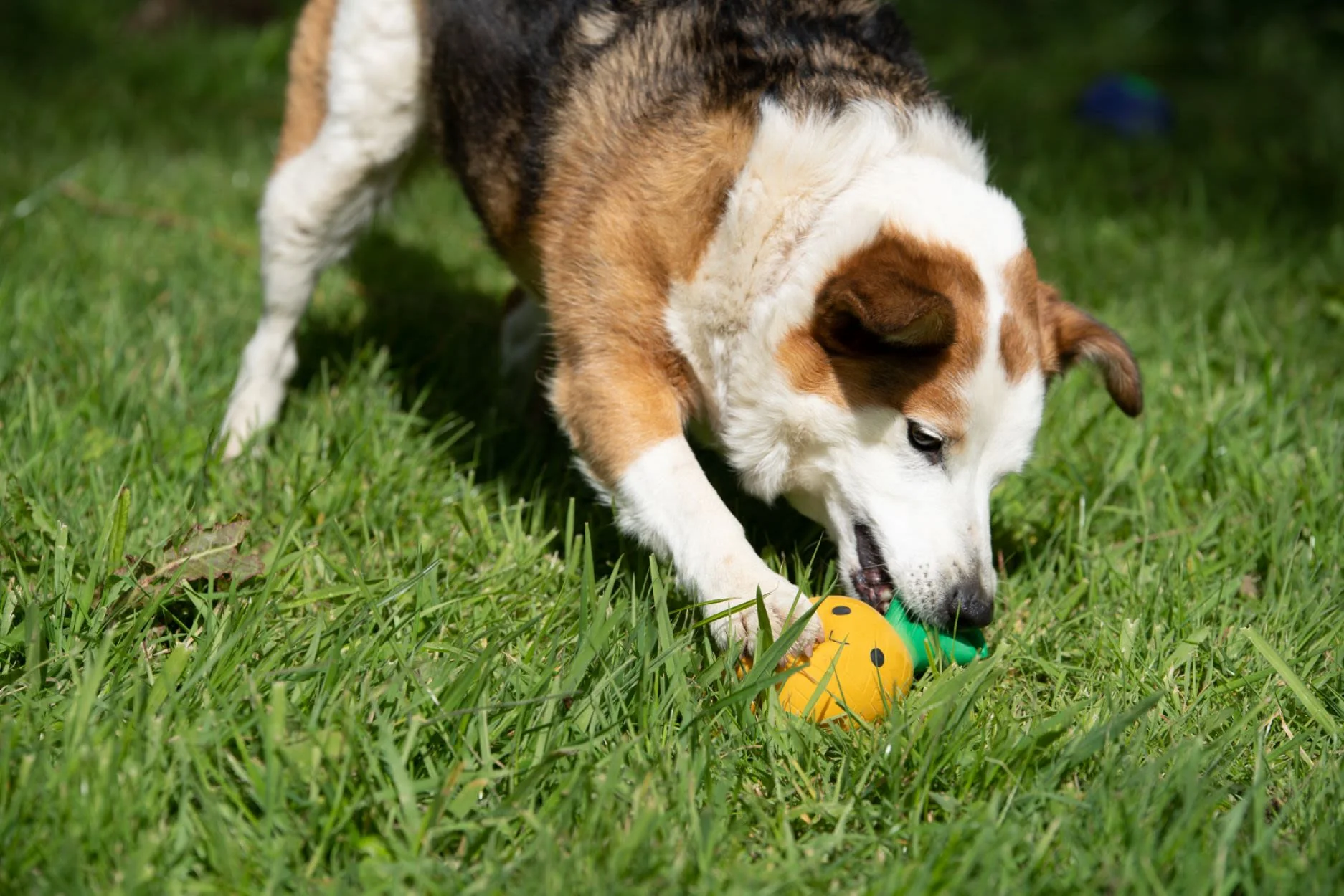 Petface Greenfingers Latex Perry Yellow Pineapple Dog Toy - Image 5